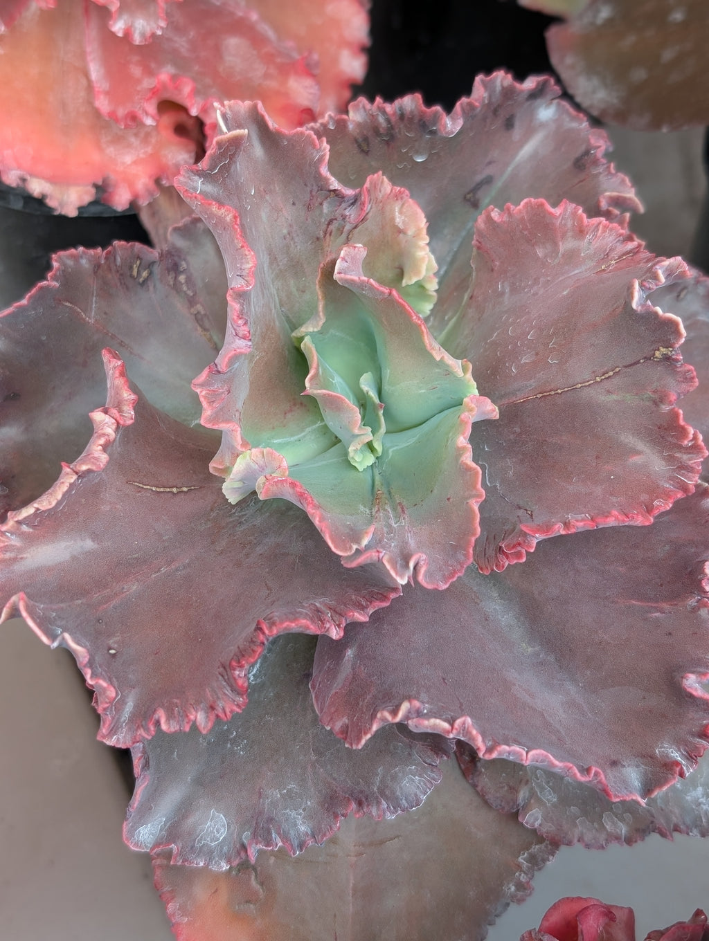 Echeveria Barill