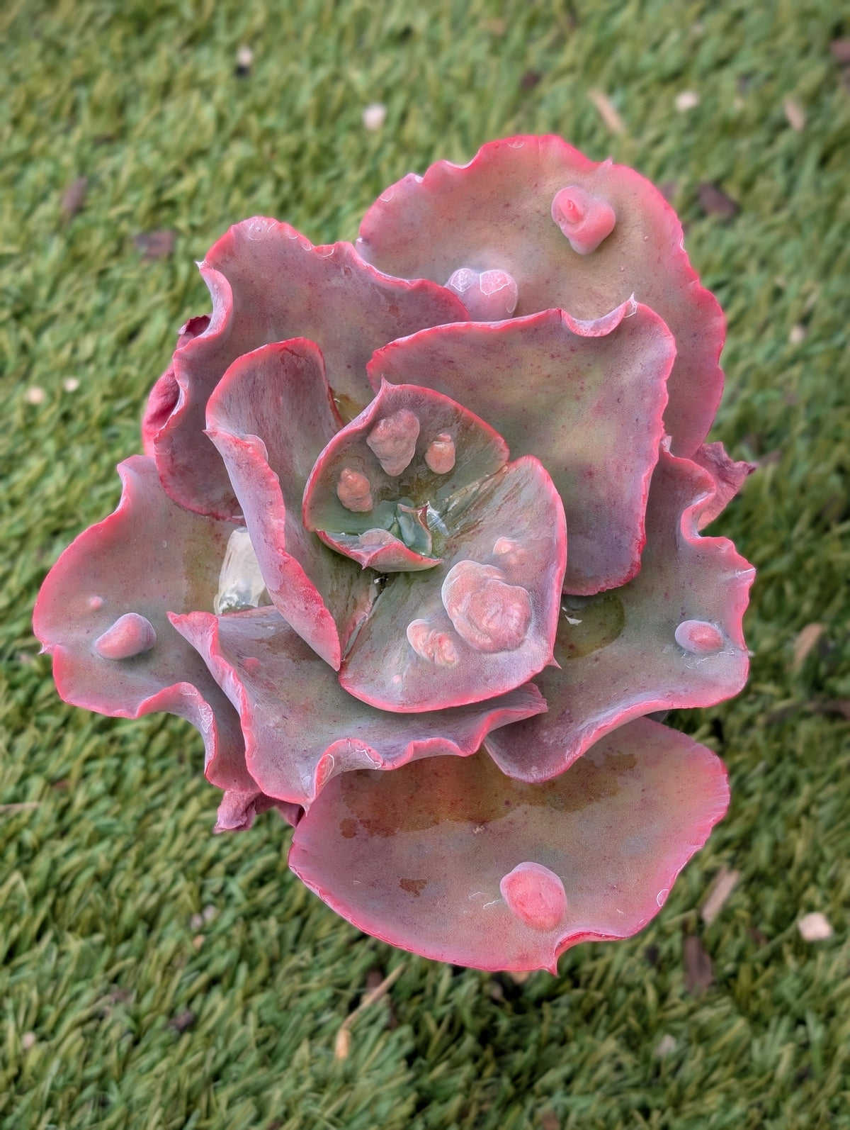 Echeveria Brocade