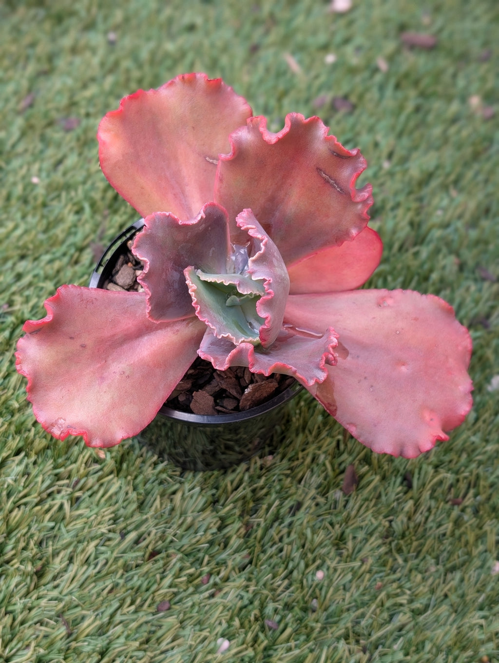 Echeveria Carnival