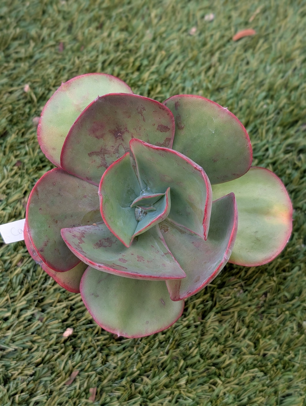 Echeveria Carousella
