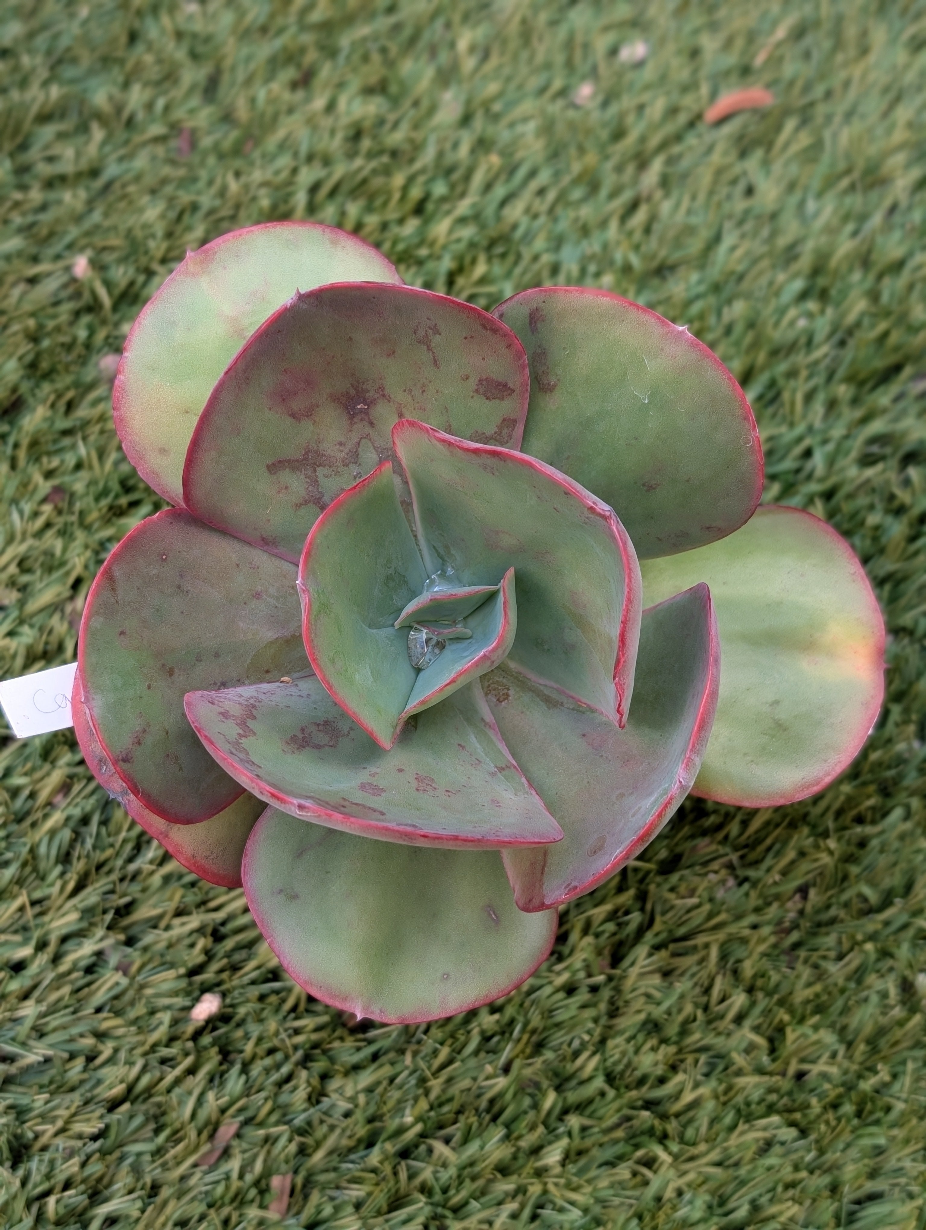 Echeveria Carousella