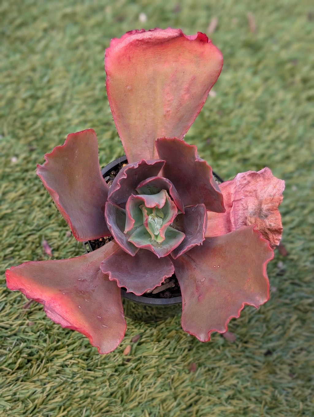 Echeveria Comanche Spirit