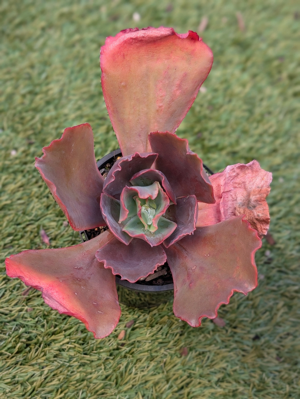 Echeveria Comanche Spirit