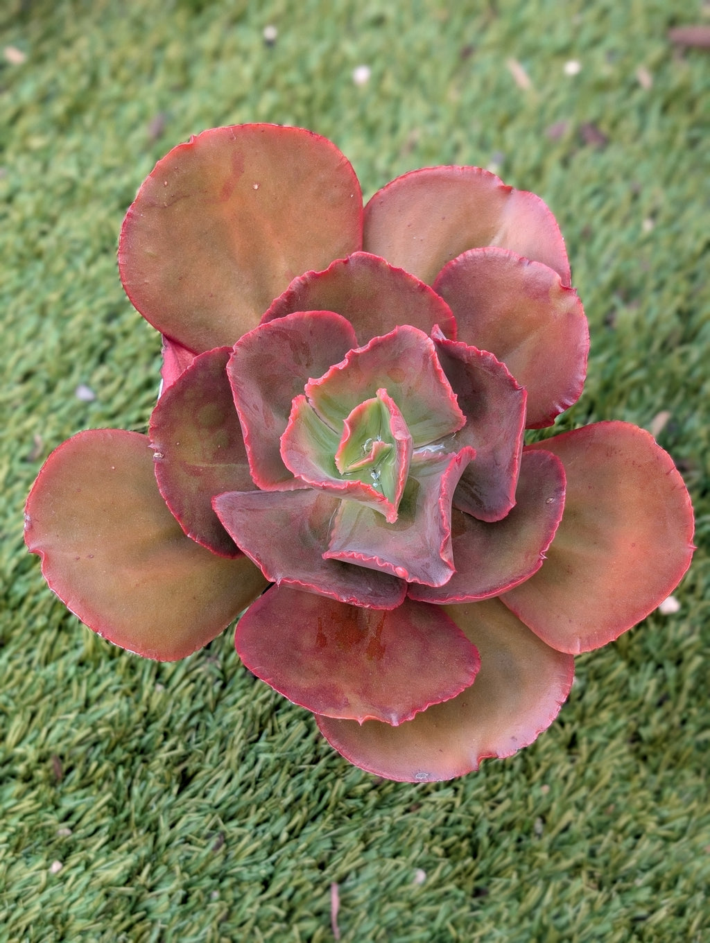 Echeveria Cupeno Red