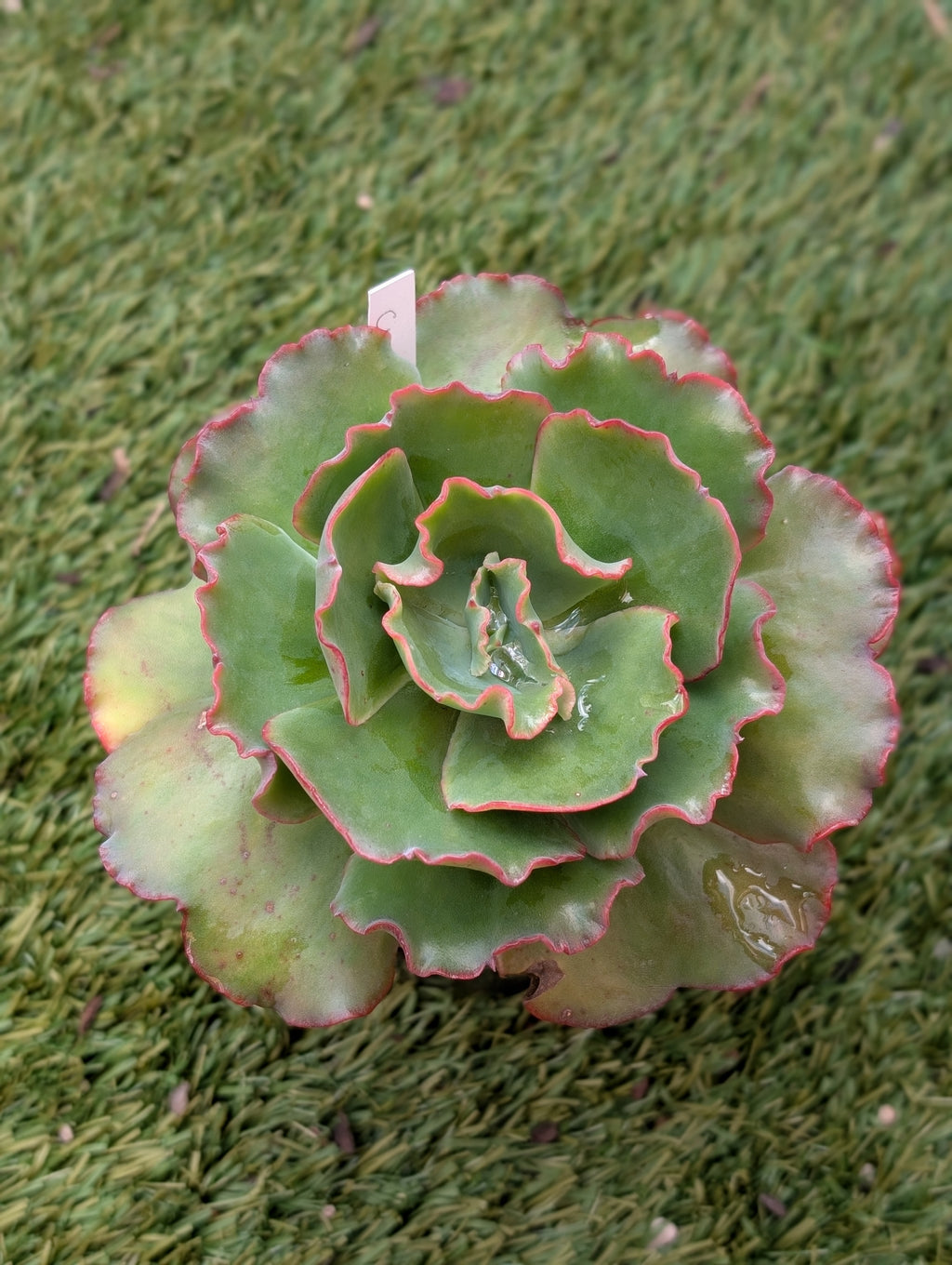 Echeveria Curl Girl