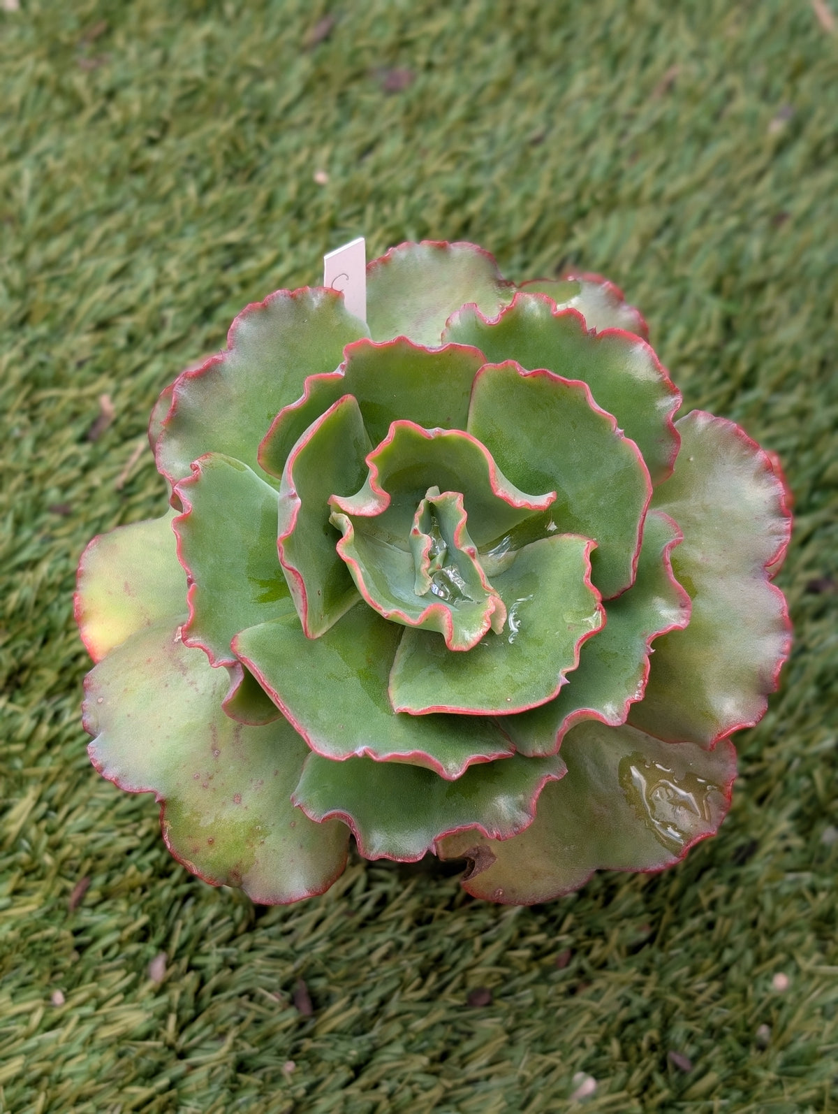 Echeveria Curl Girl