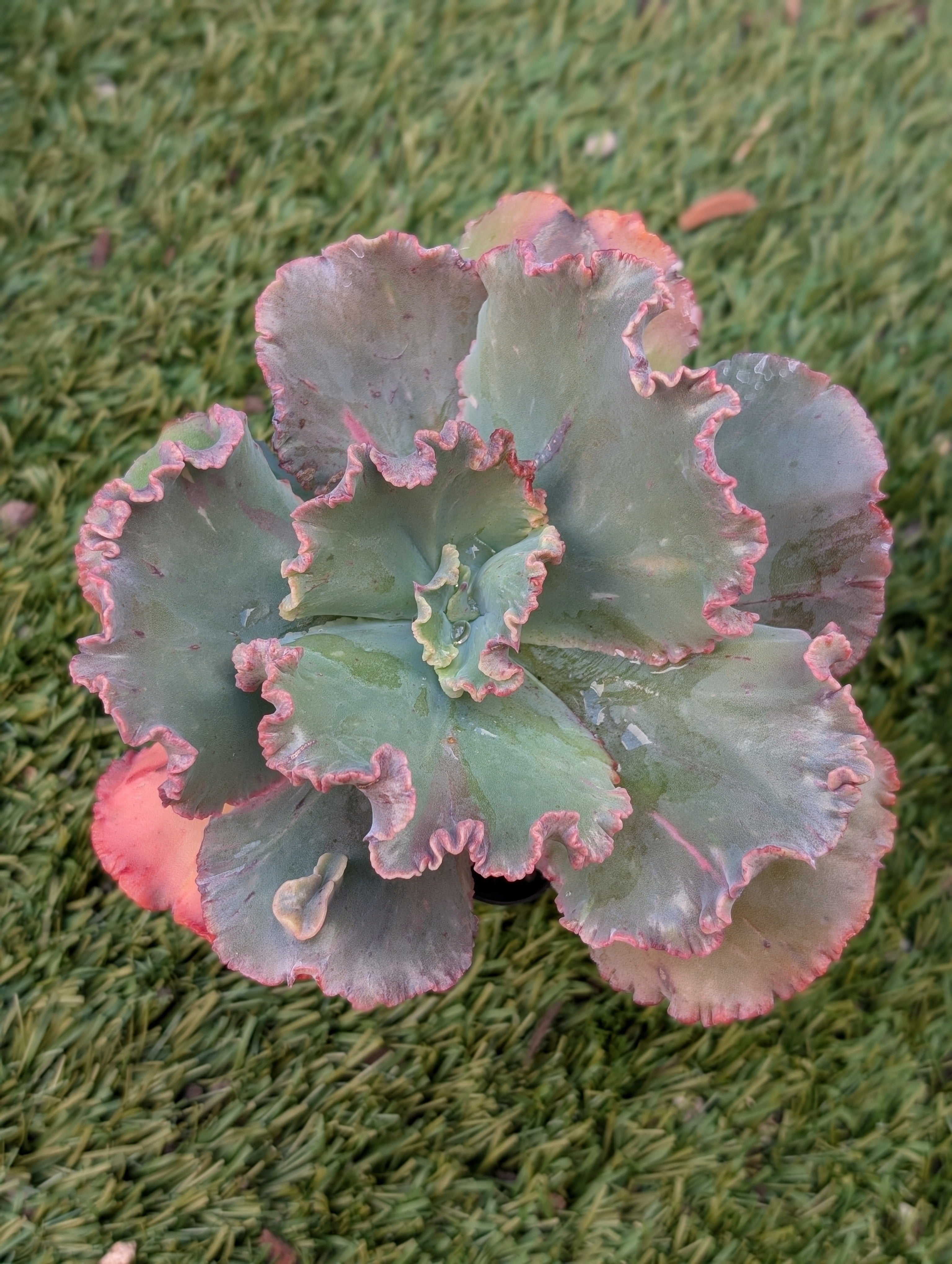 Echeveria Doublette