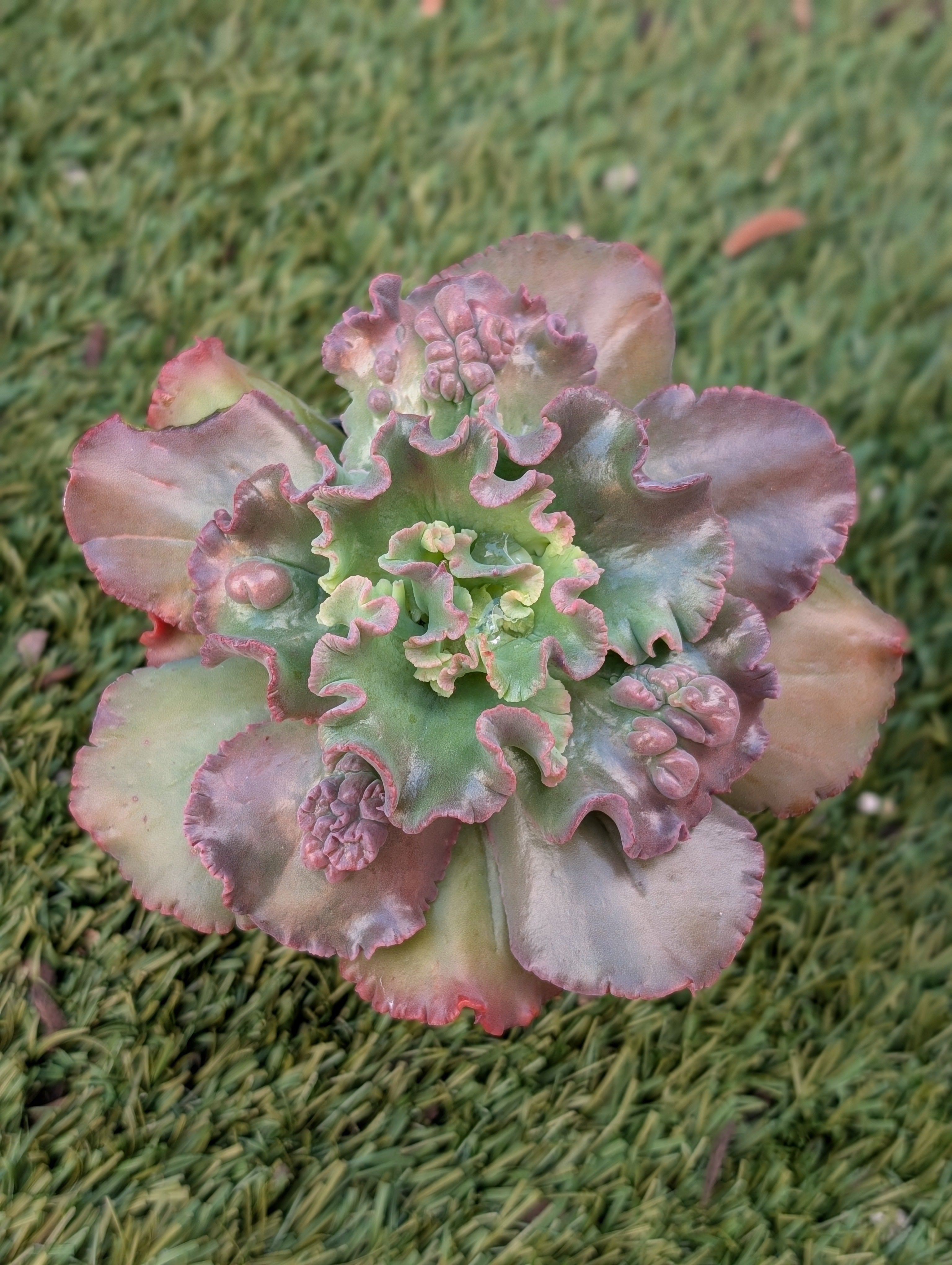 Echeveria Dragon Queen