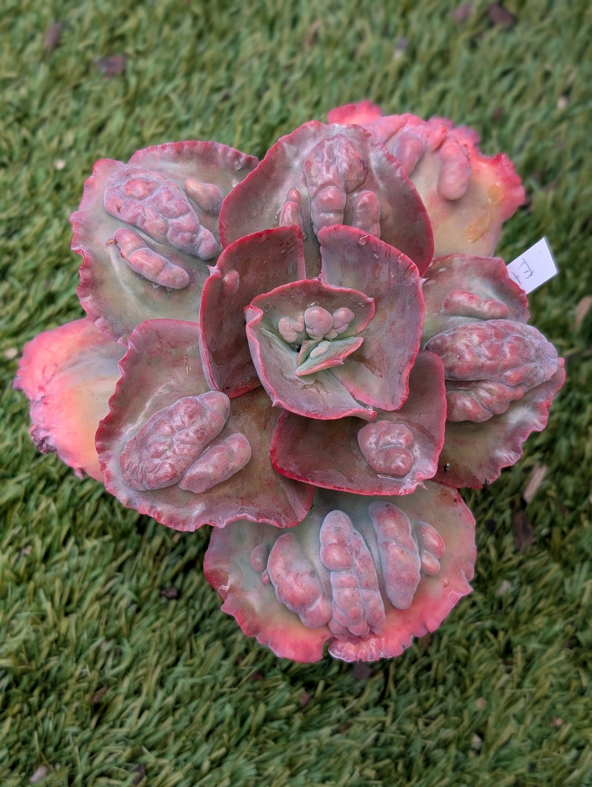 Echeveria Etna