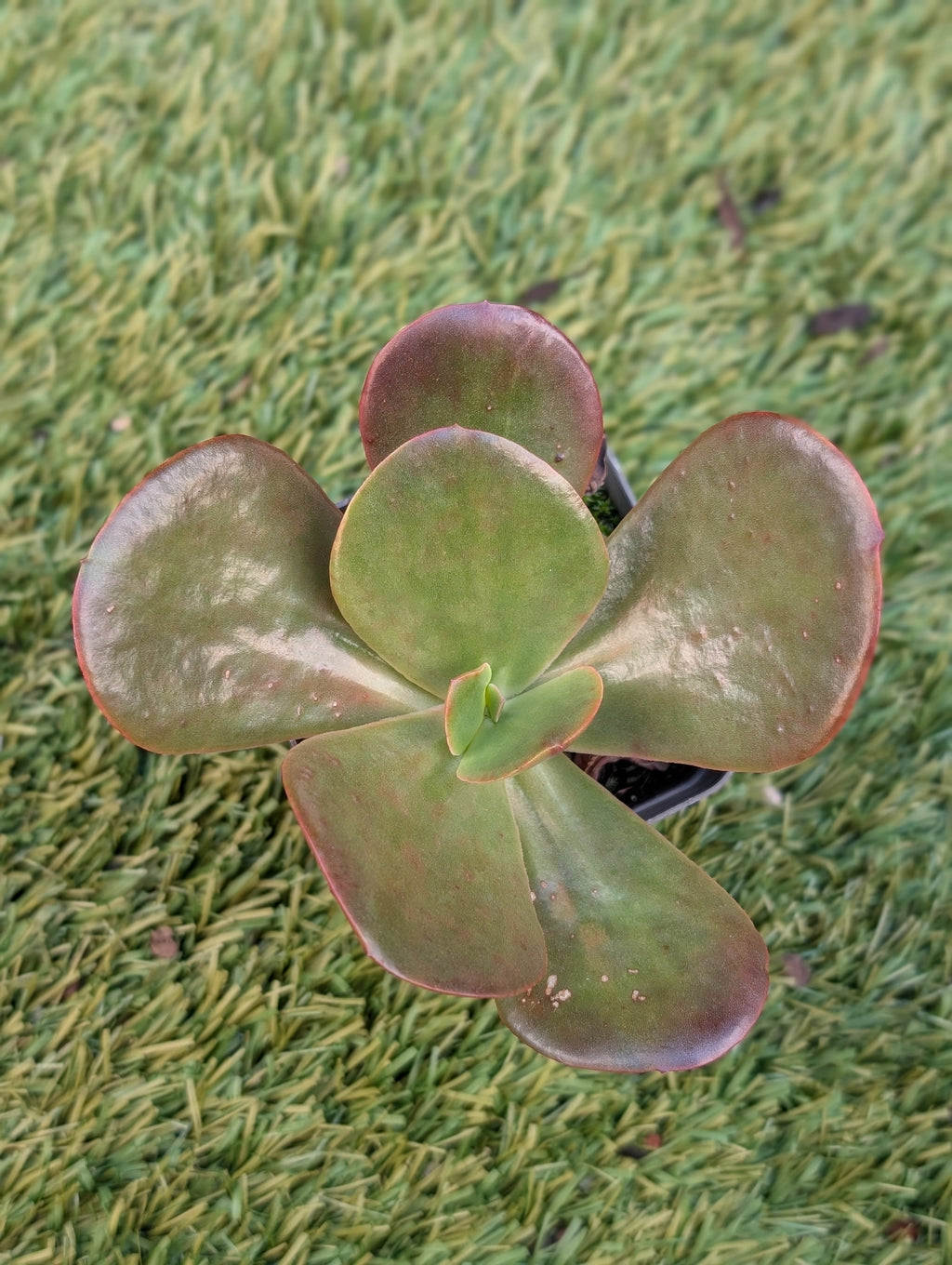 Echeveria Fireball