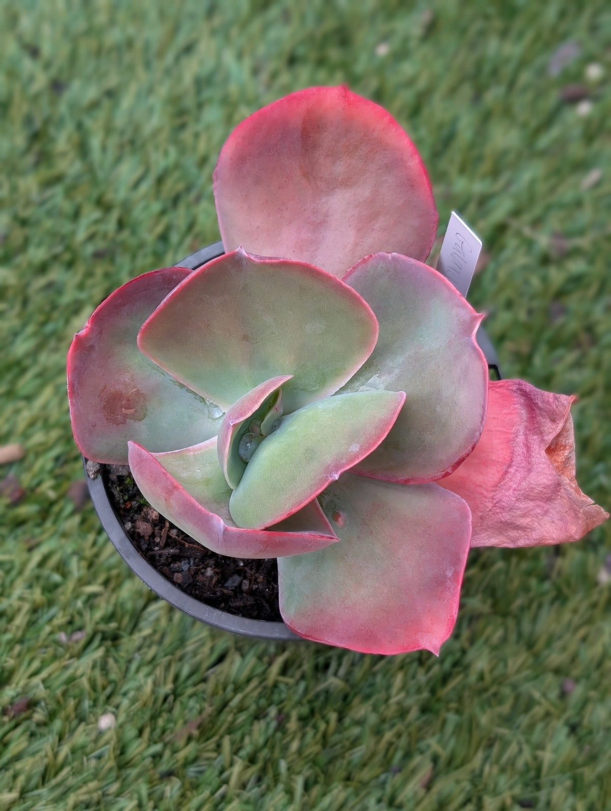 Echeveria Galaxy