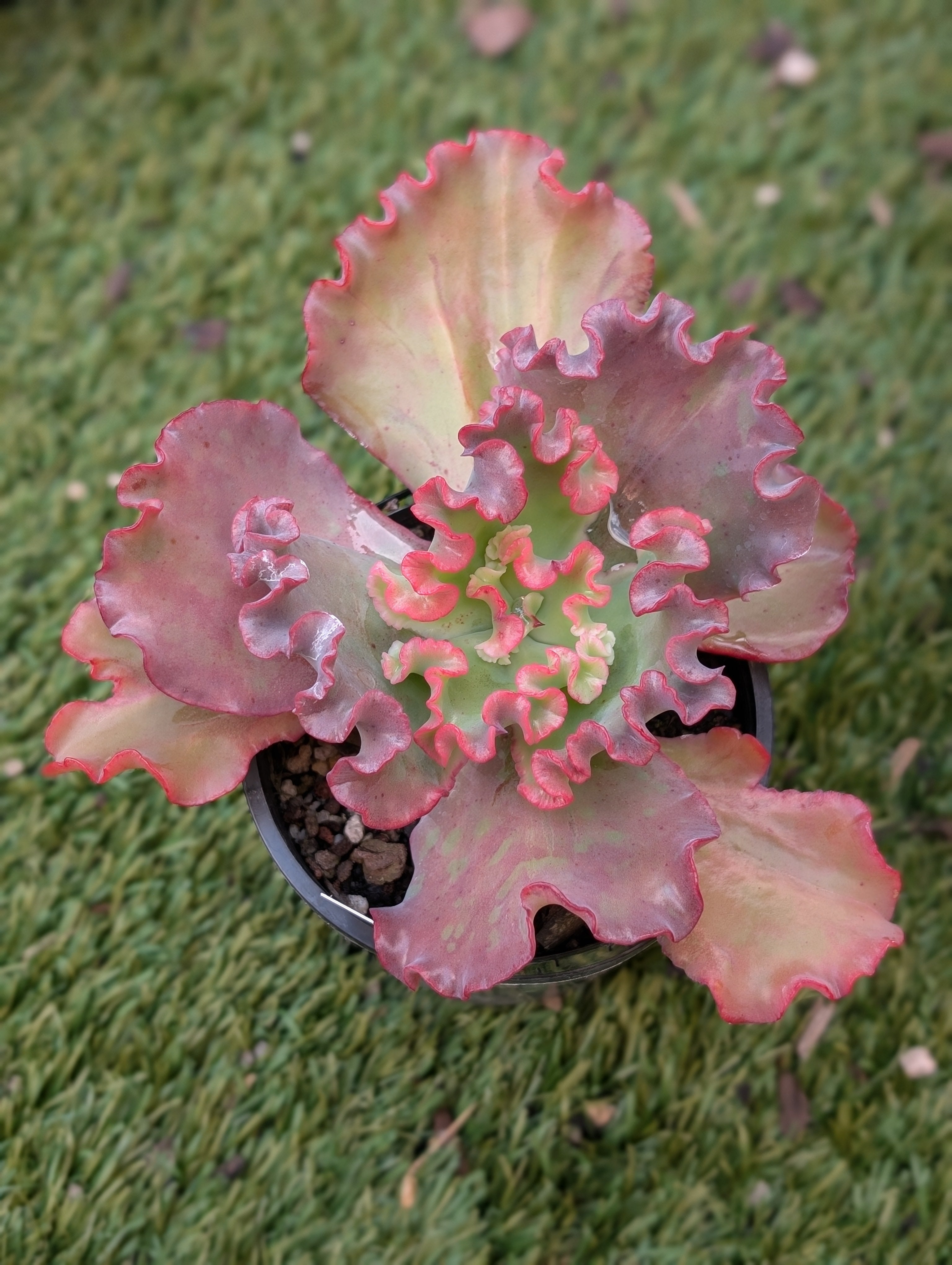 Echeveria Goliath