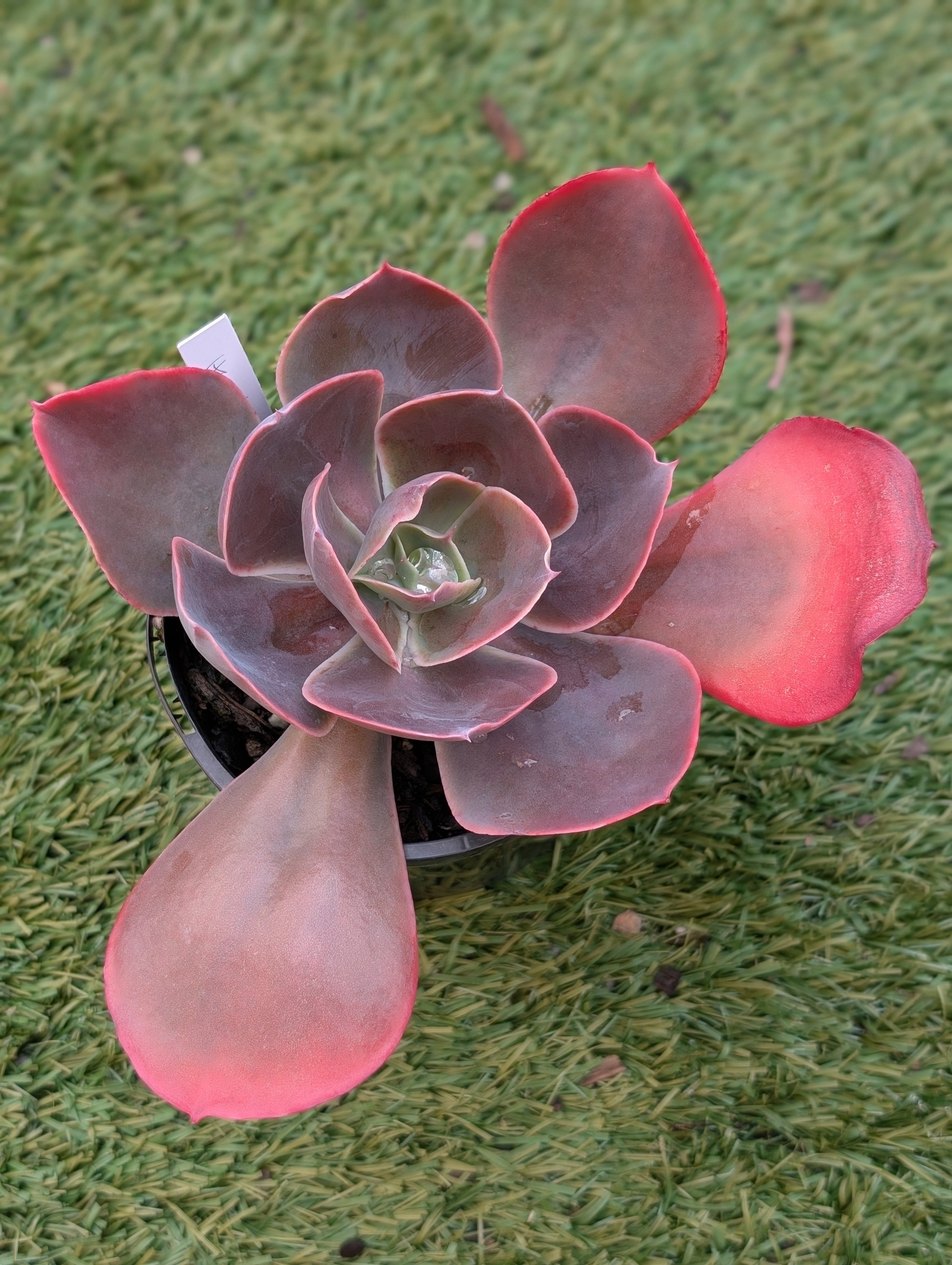 Echeveria Heart Throb