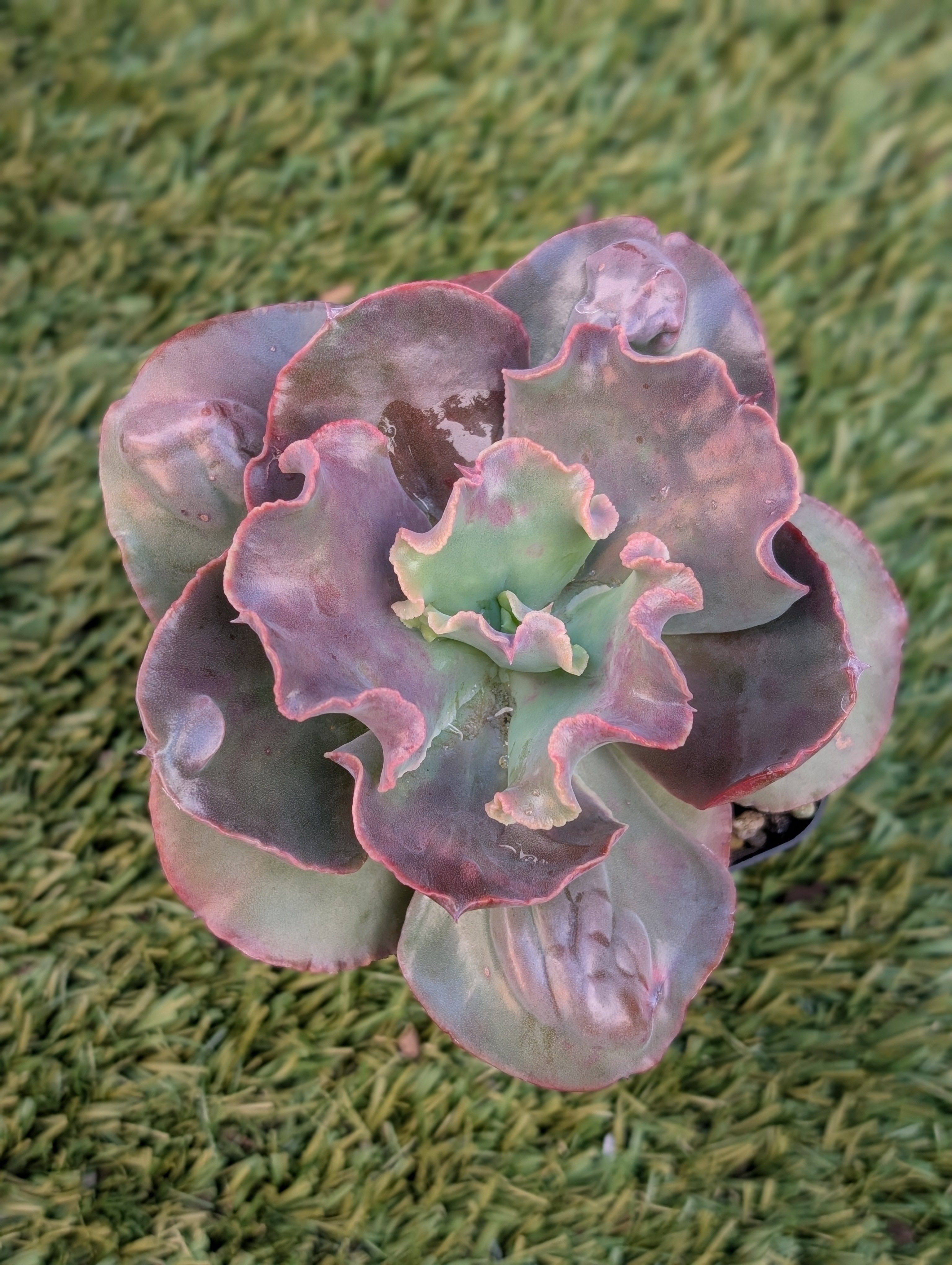 Echeveria Highlander