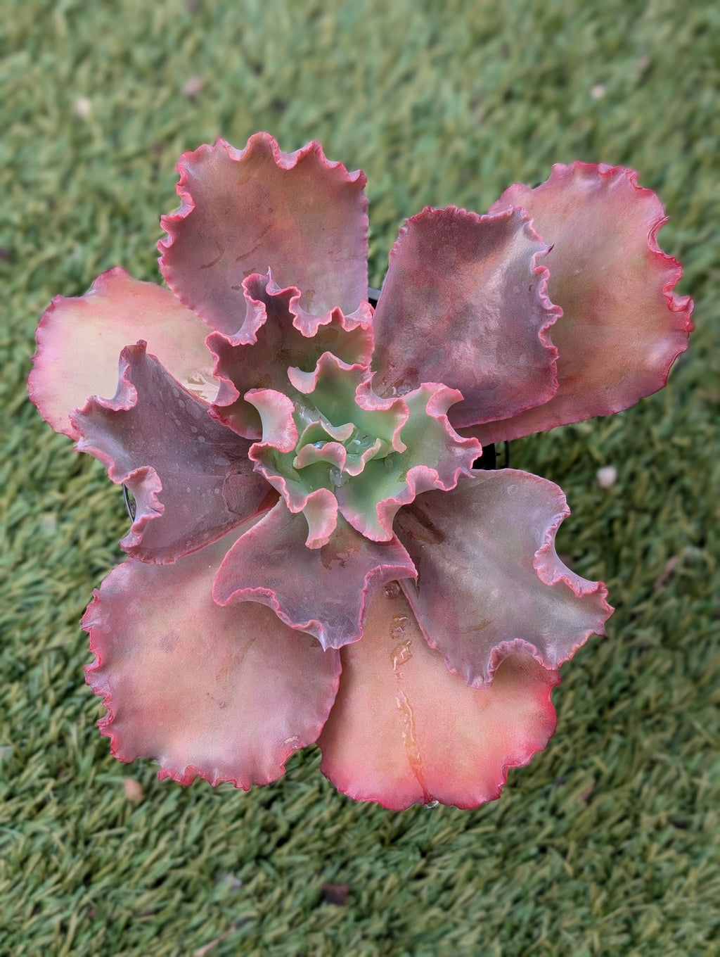 Echeveria Hijinks