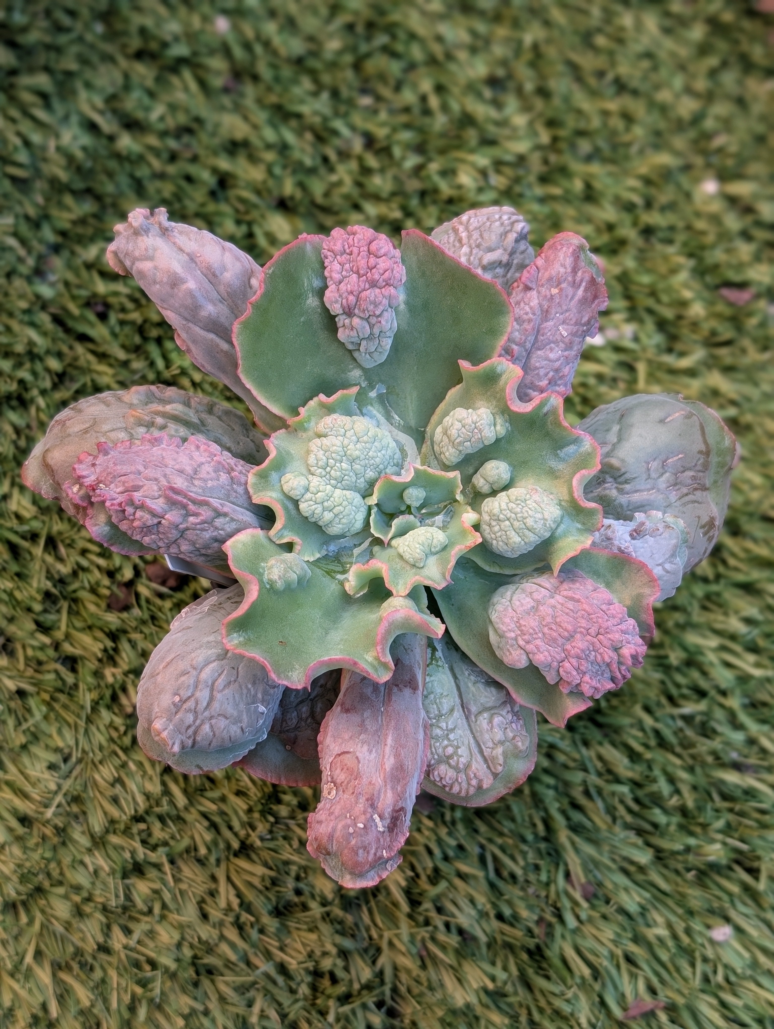 Echeveria Linguas