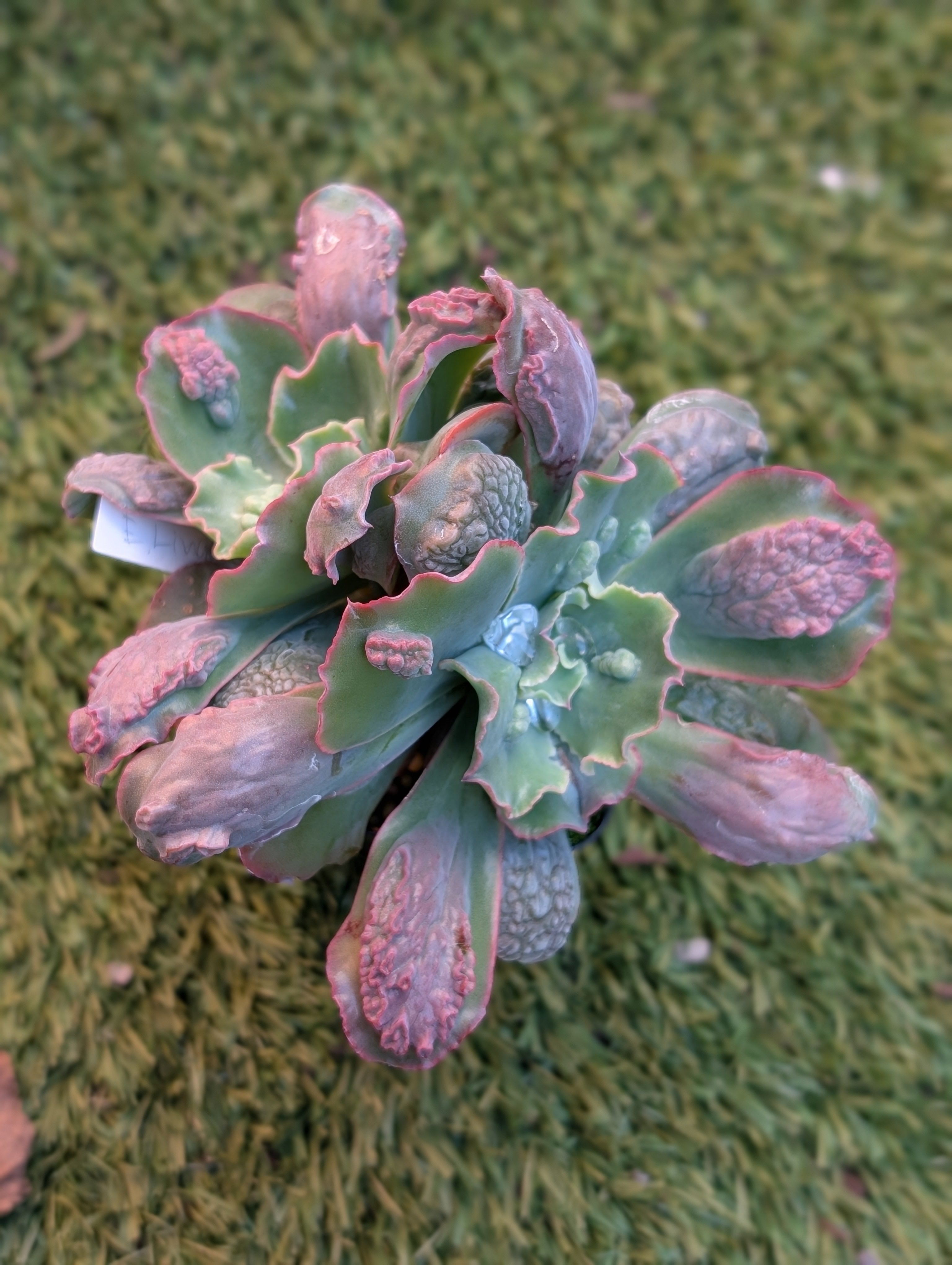 Echeveria Linguas