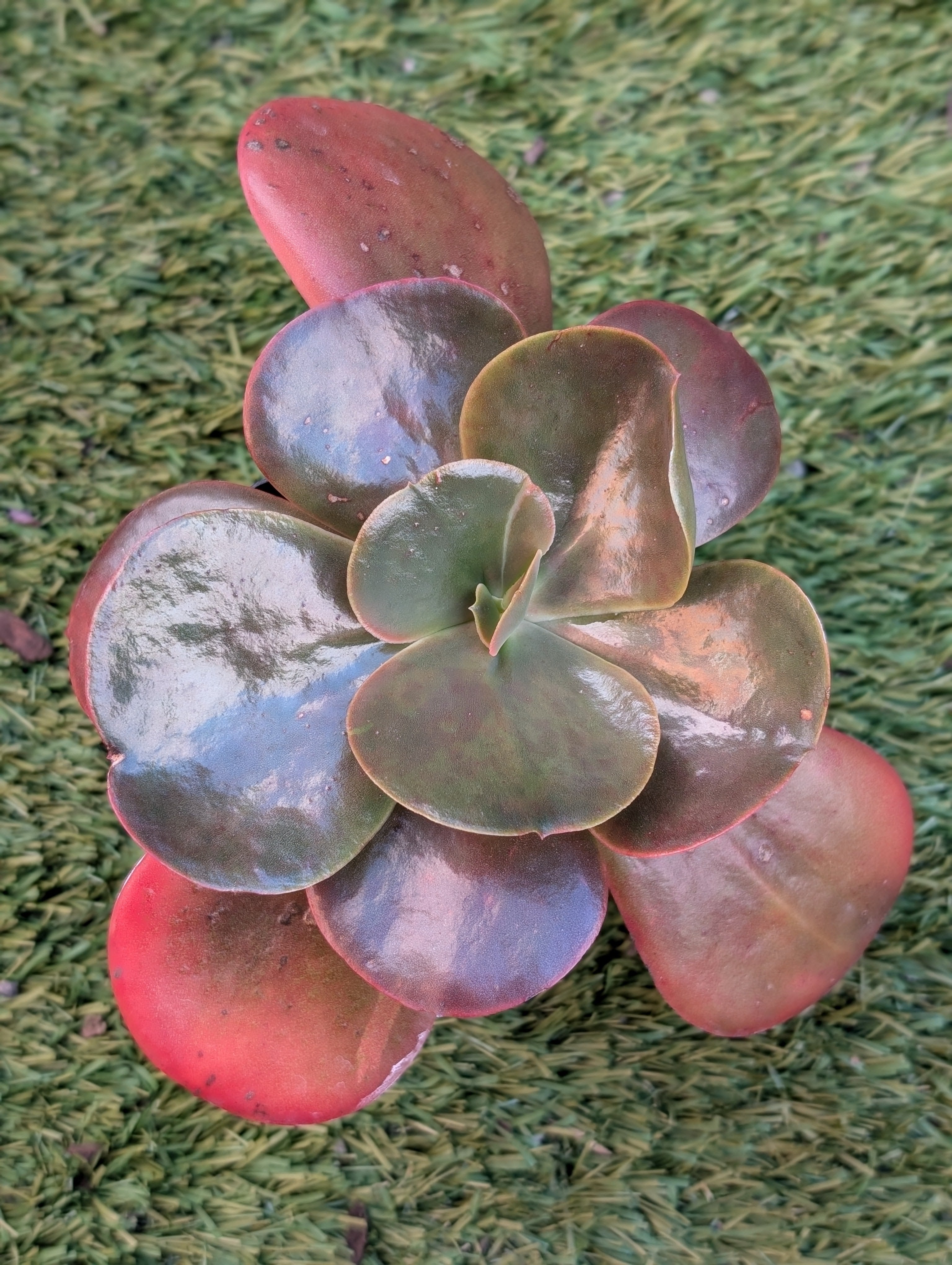 Echeveria Mahogany Rose