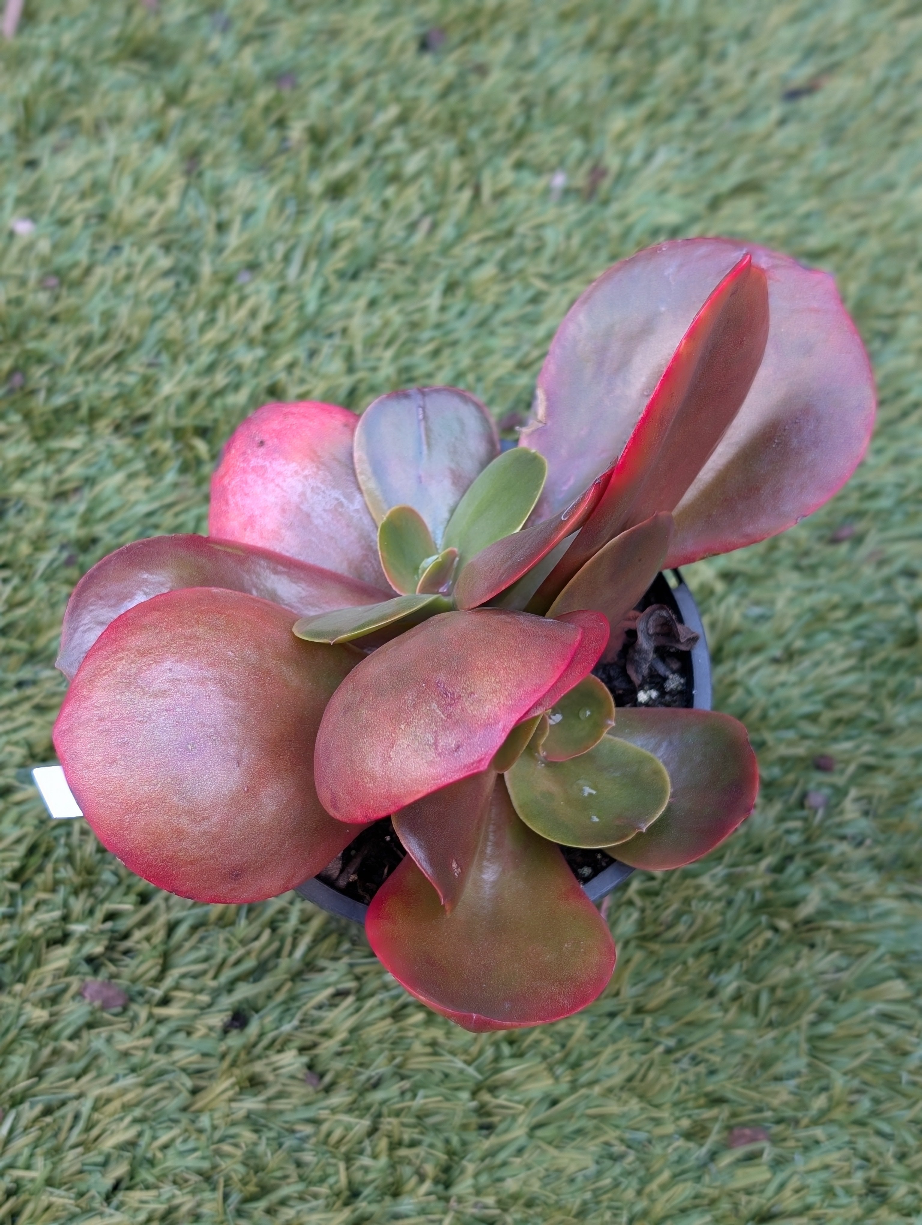 Echeveria Mahogany Rose