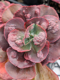 Echeveria Mary Dianne