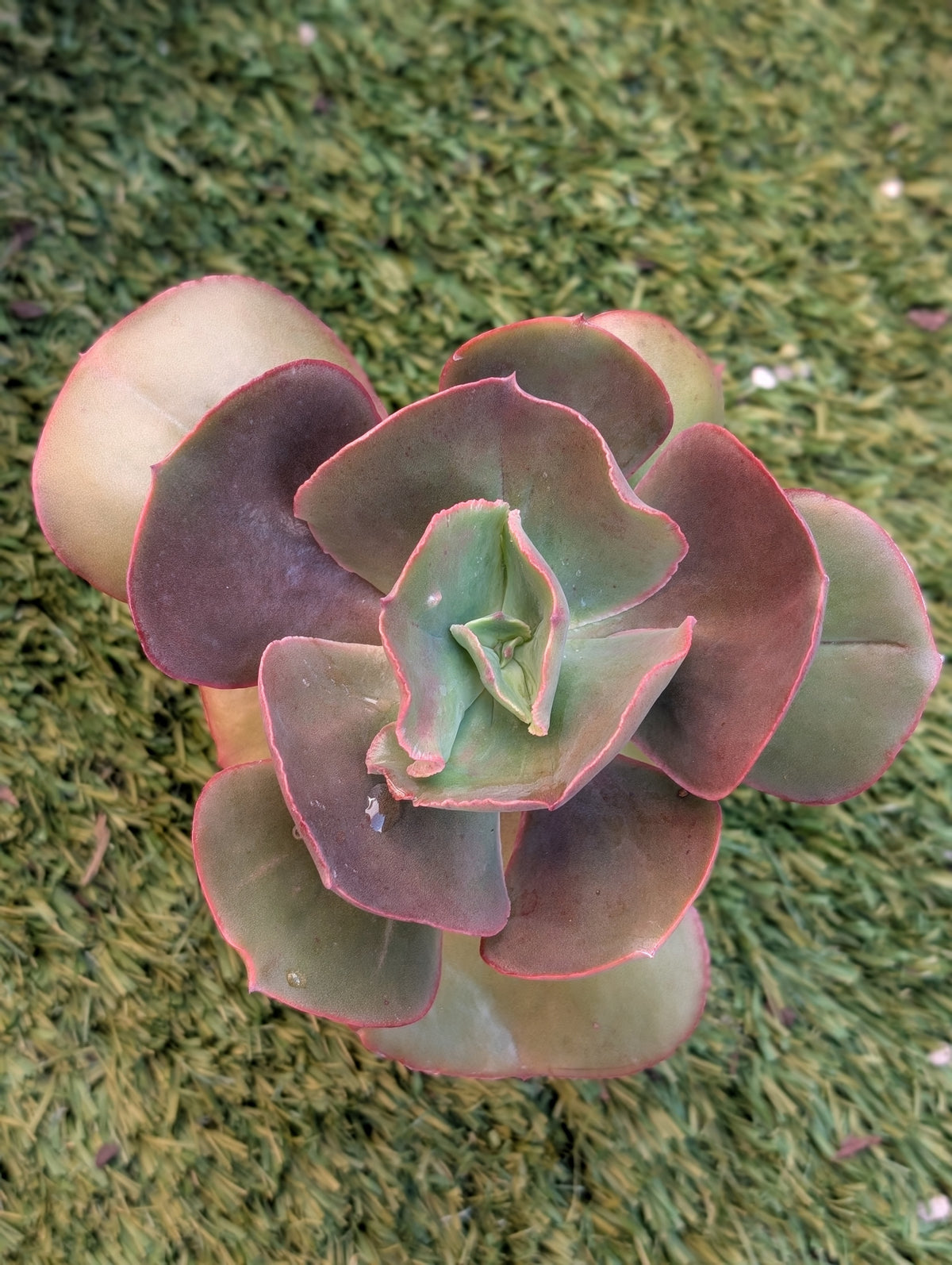 Echeveria Mary Dianne