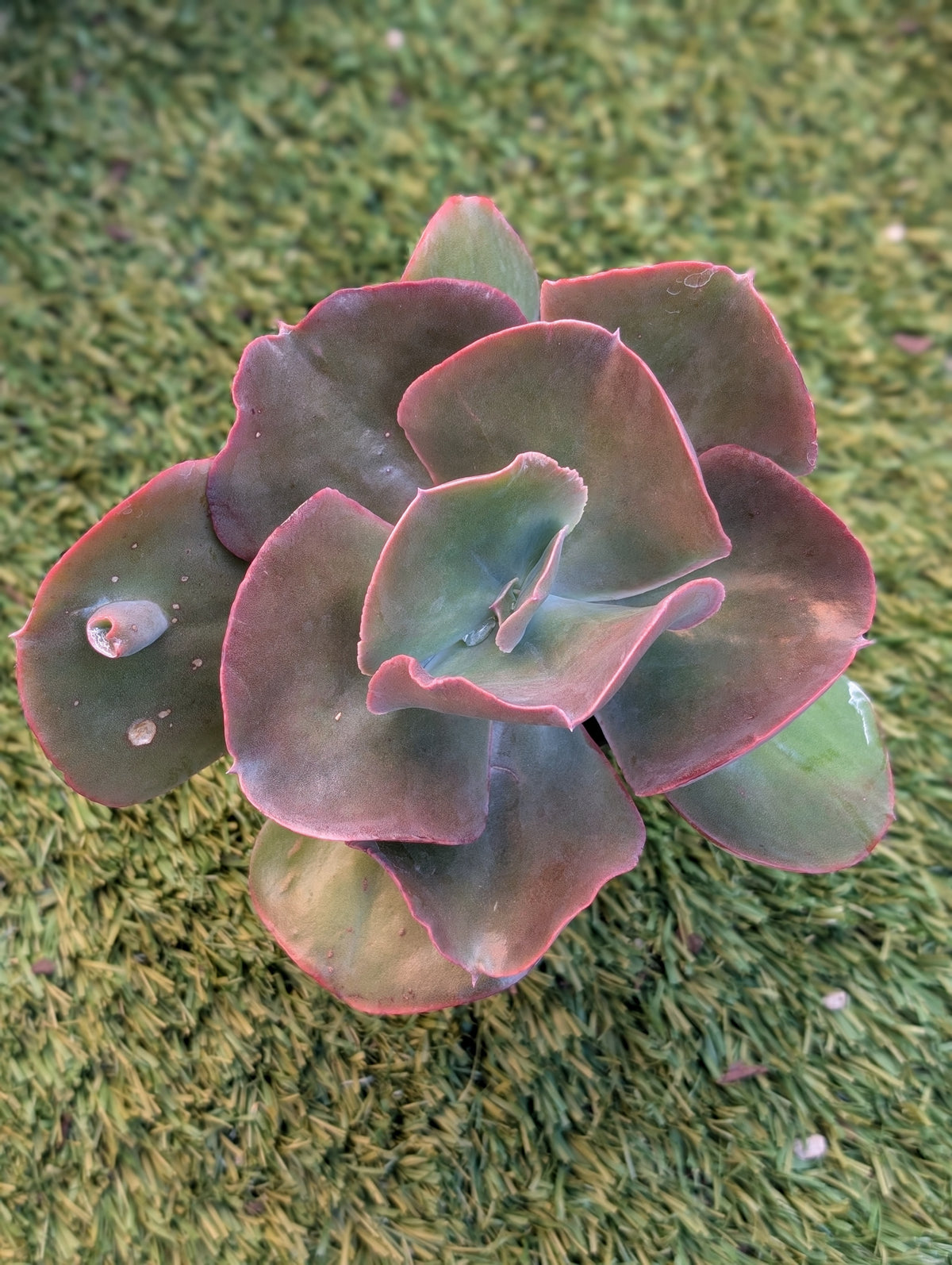 Echeveria Mary Ethel