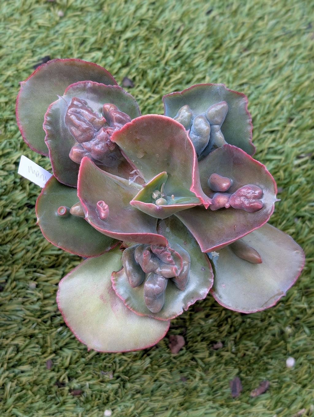 Echeveria Mary Ethel