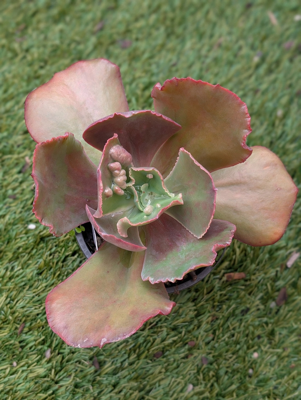 Echeveria Mauna Loa