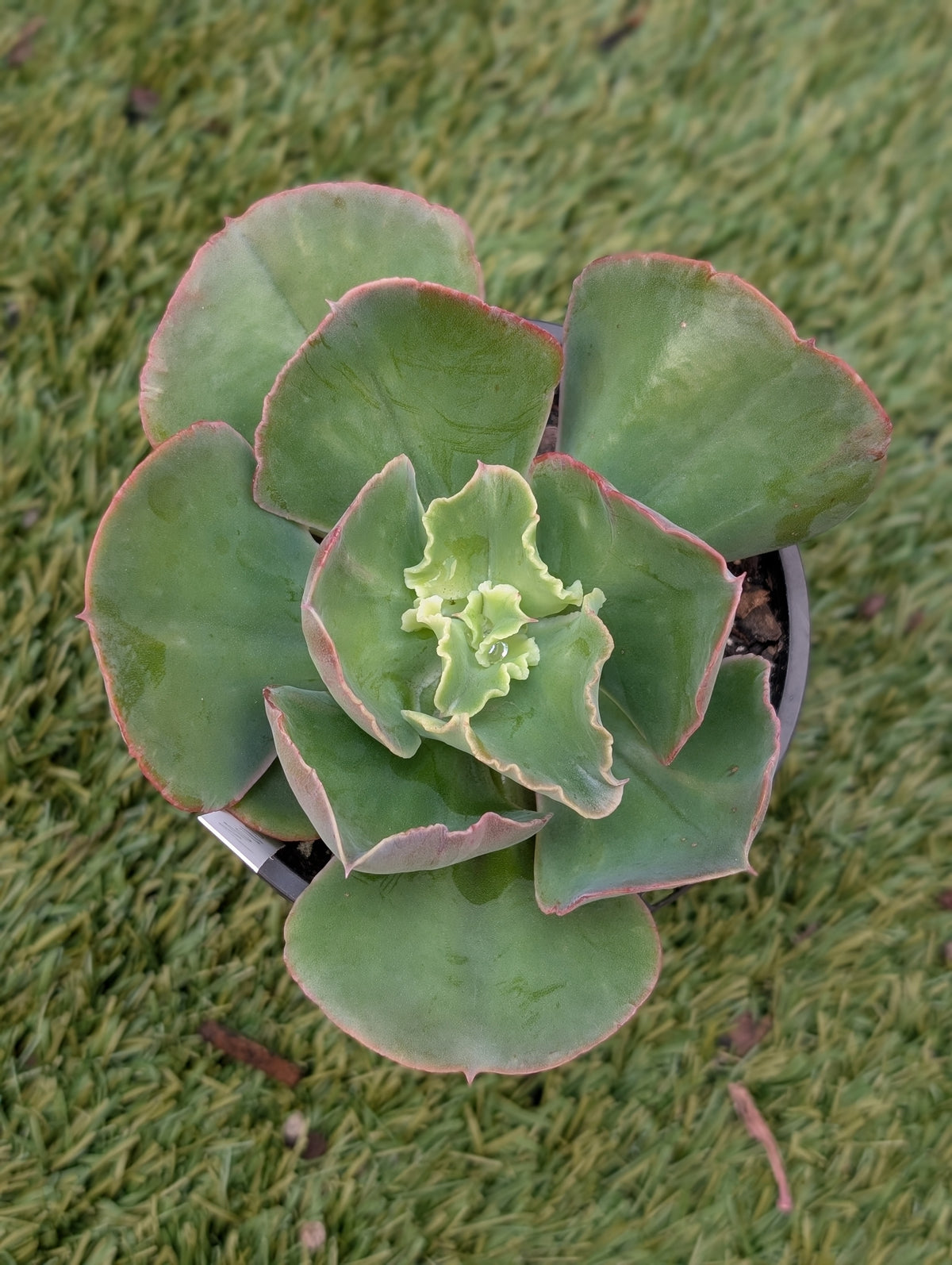 Echeveria Moon Stones