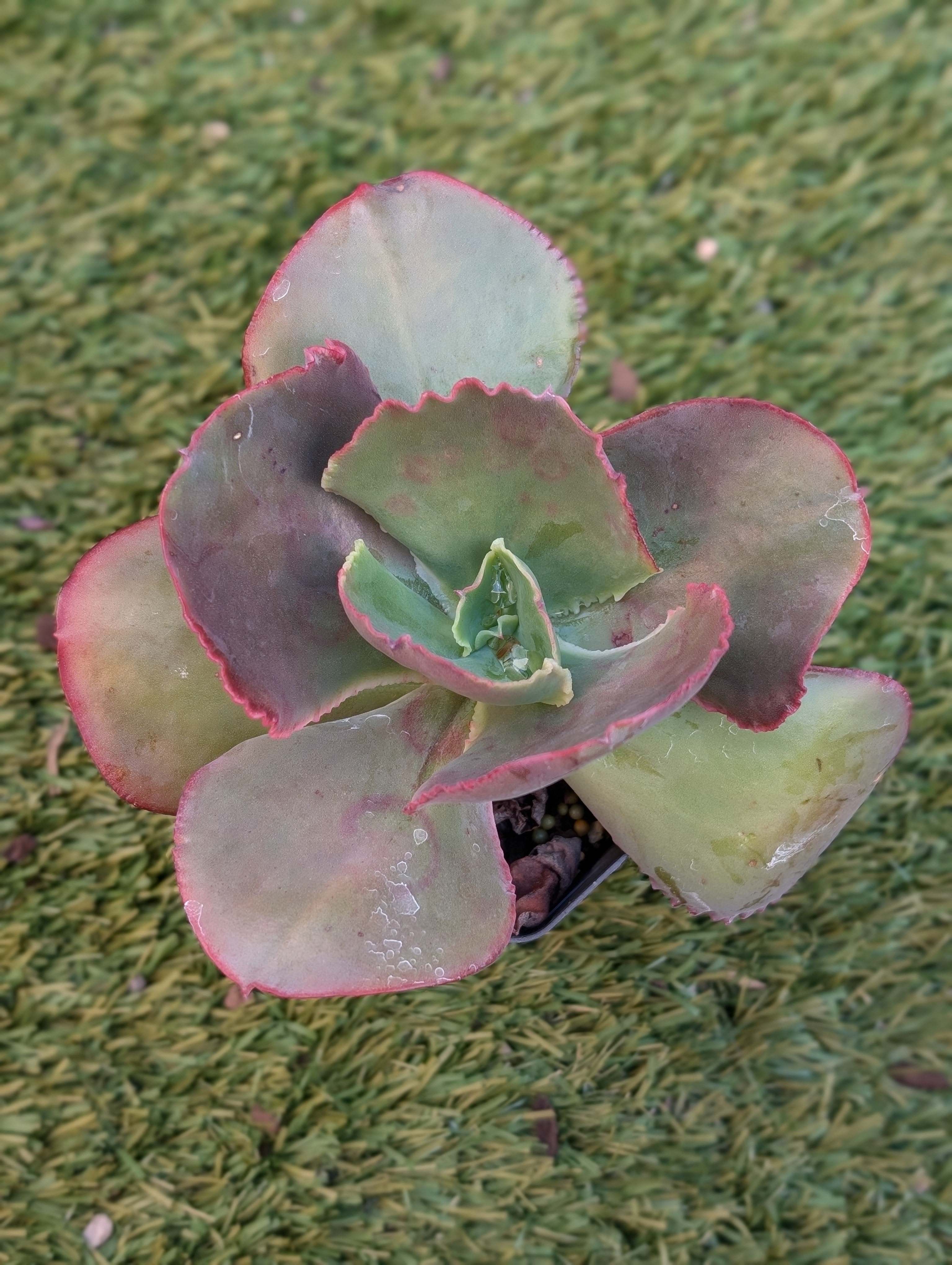 Echeveria Moulin Rouge