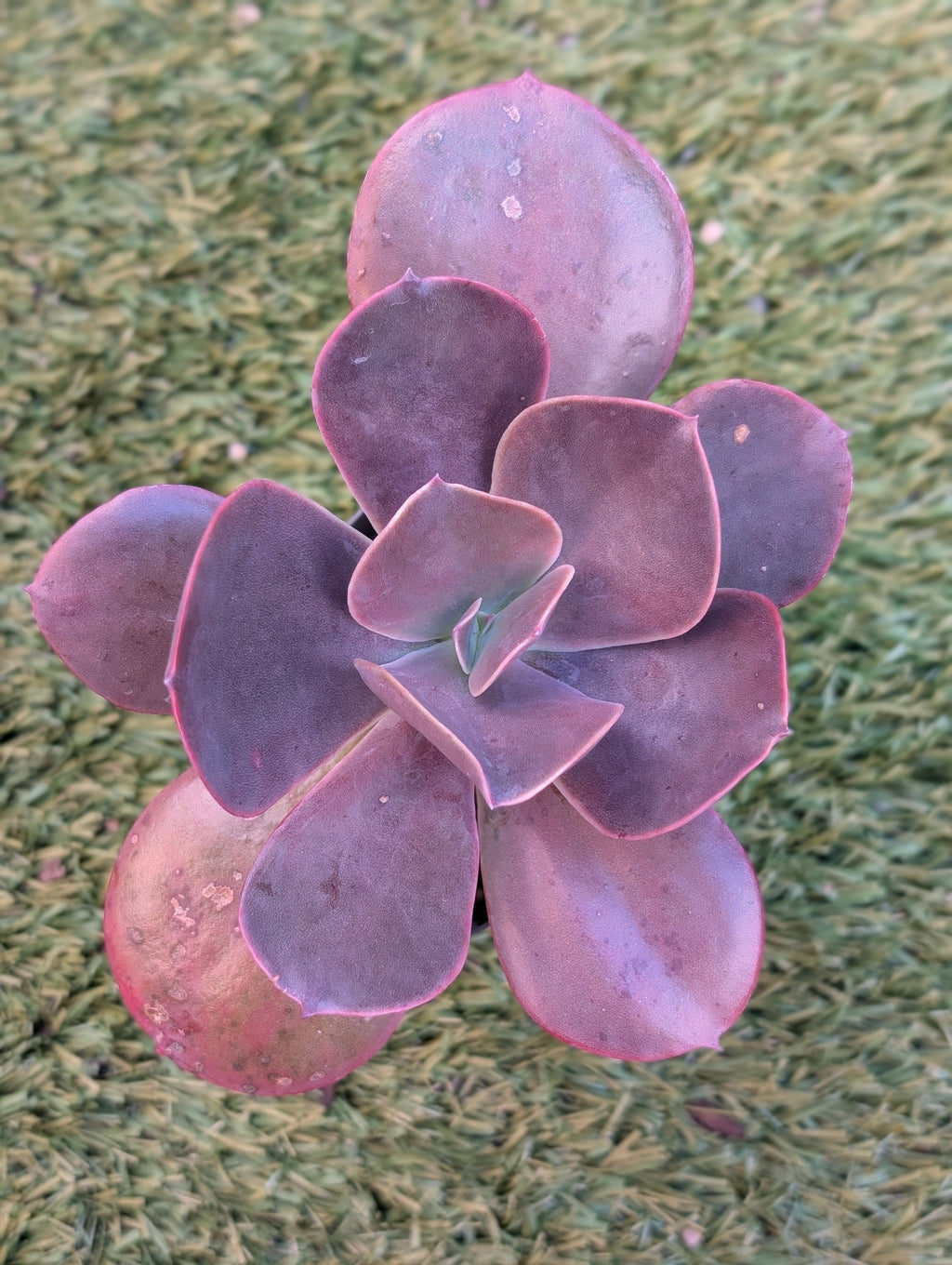 Echeveria Neda