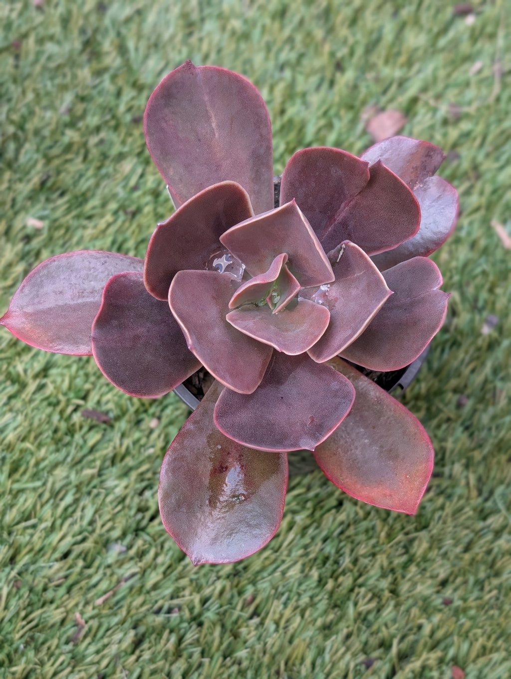 Echeveria Neda