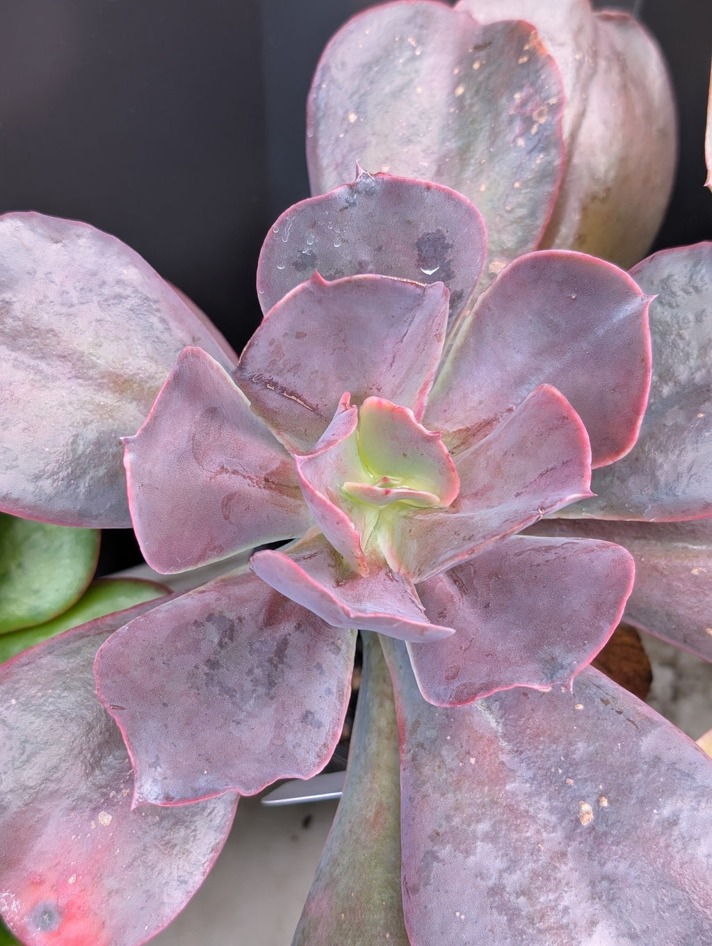 Echeveria Neda