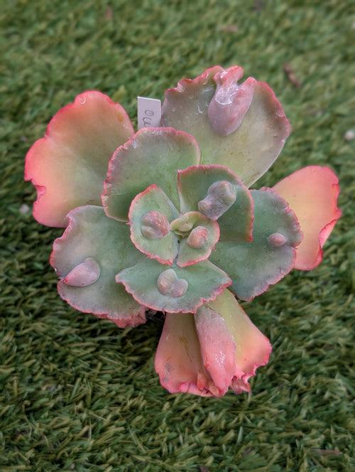 Echeveria Oceana