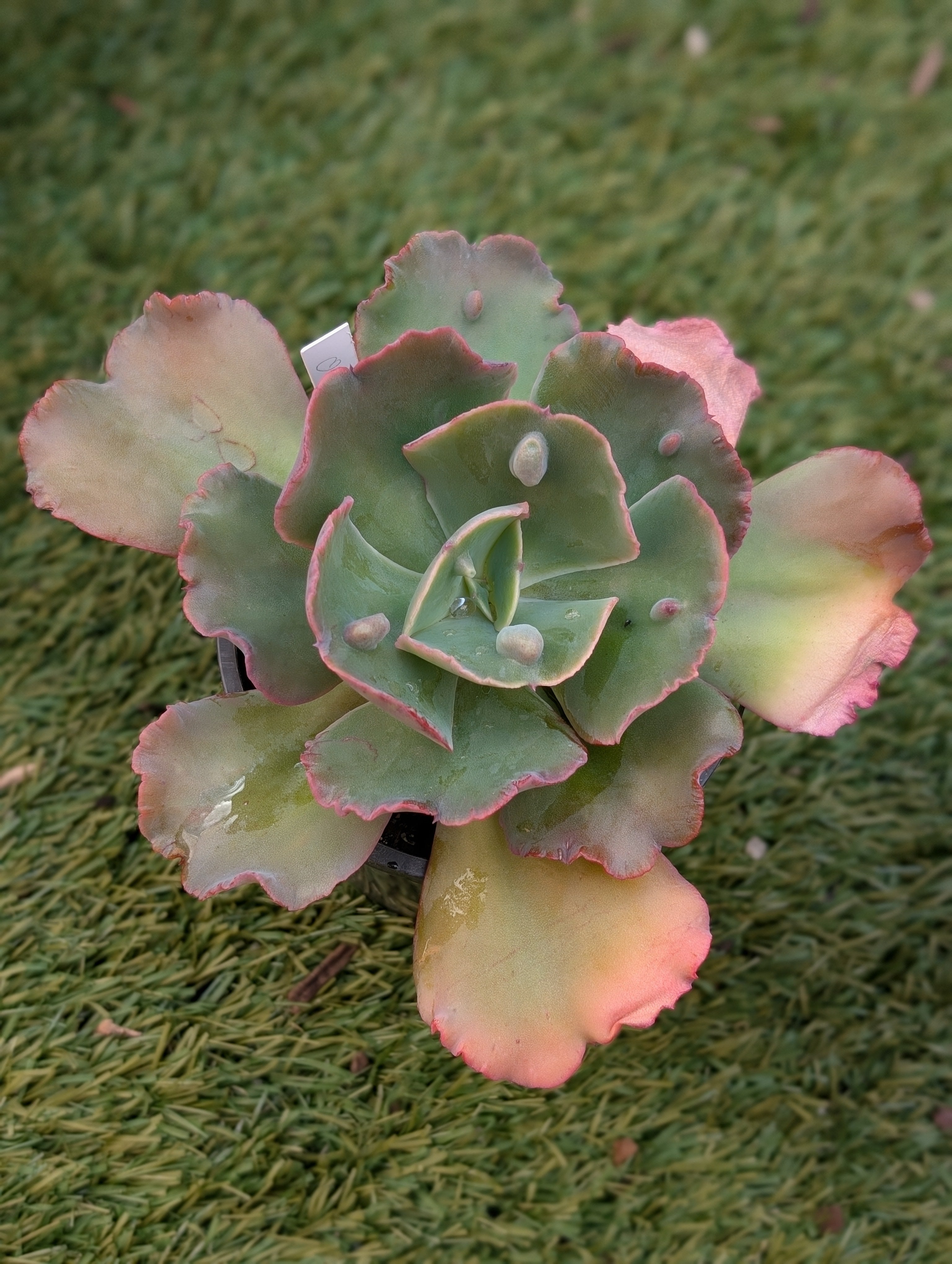 Echeveria Oceana