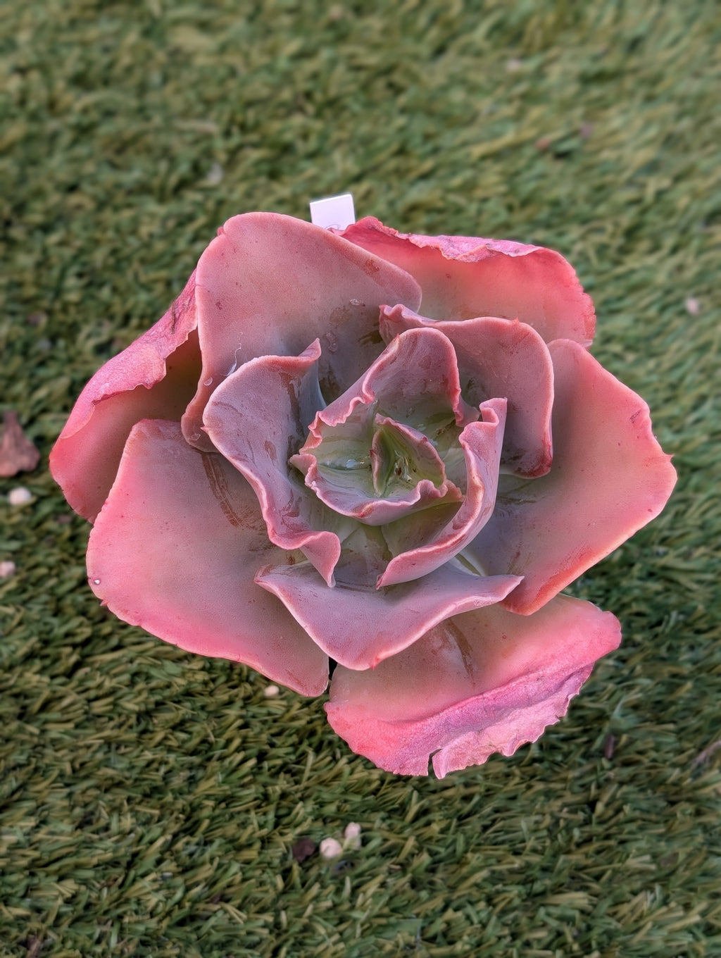 Echeveria Opal Dawn