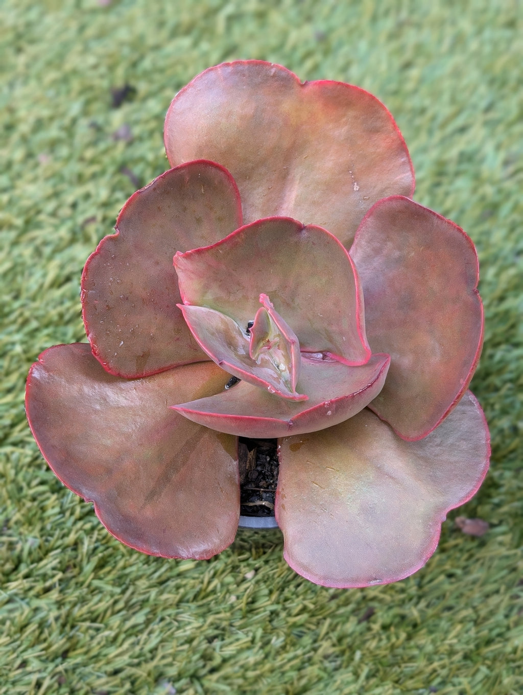 Echeveria Orchid Flare