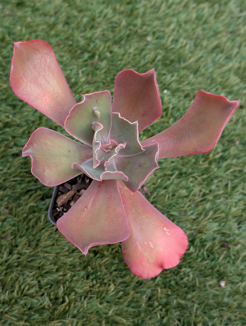 Echeveria Poro