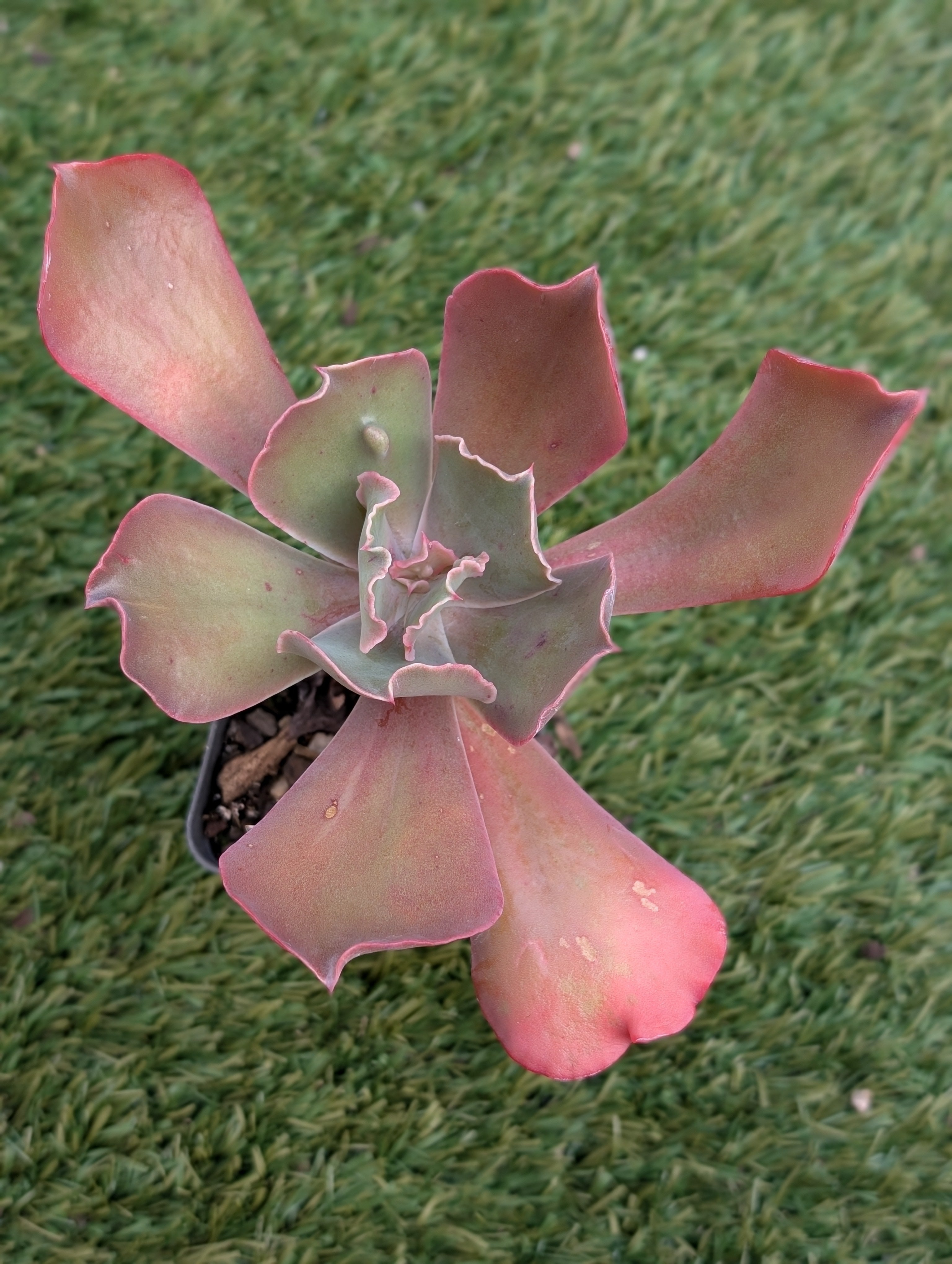 Echeveria Poro