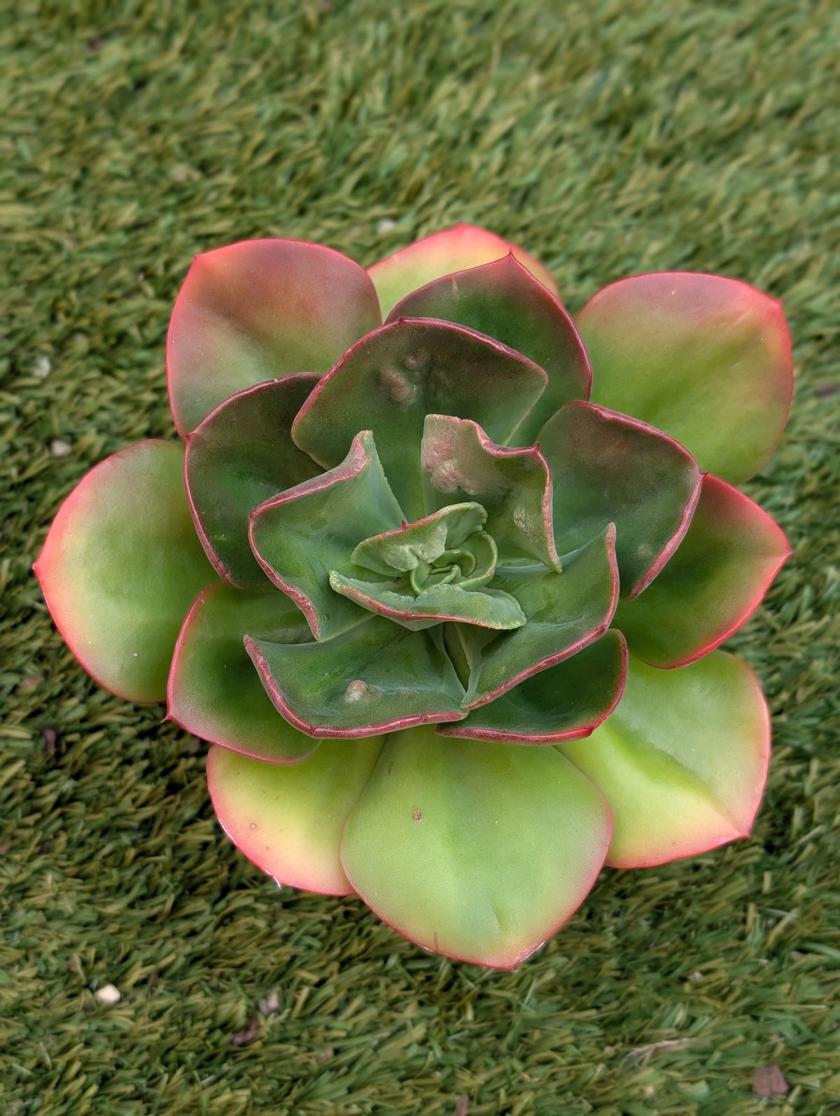 Echeveria Red Robin