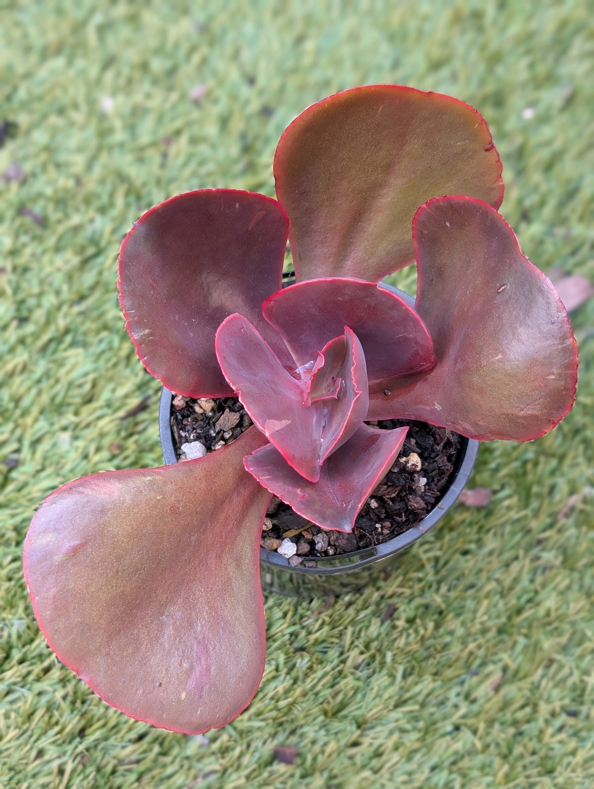 Echeveria Red Wings II 