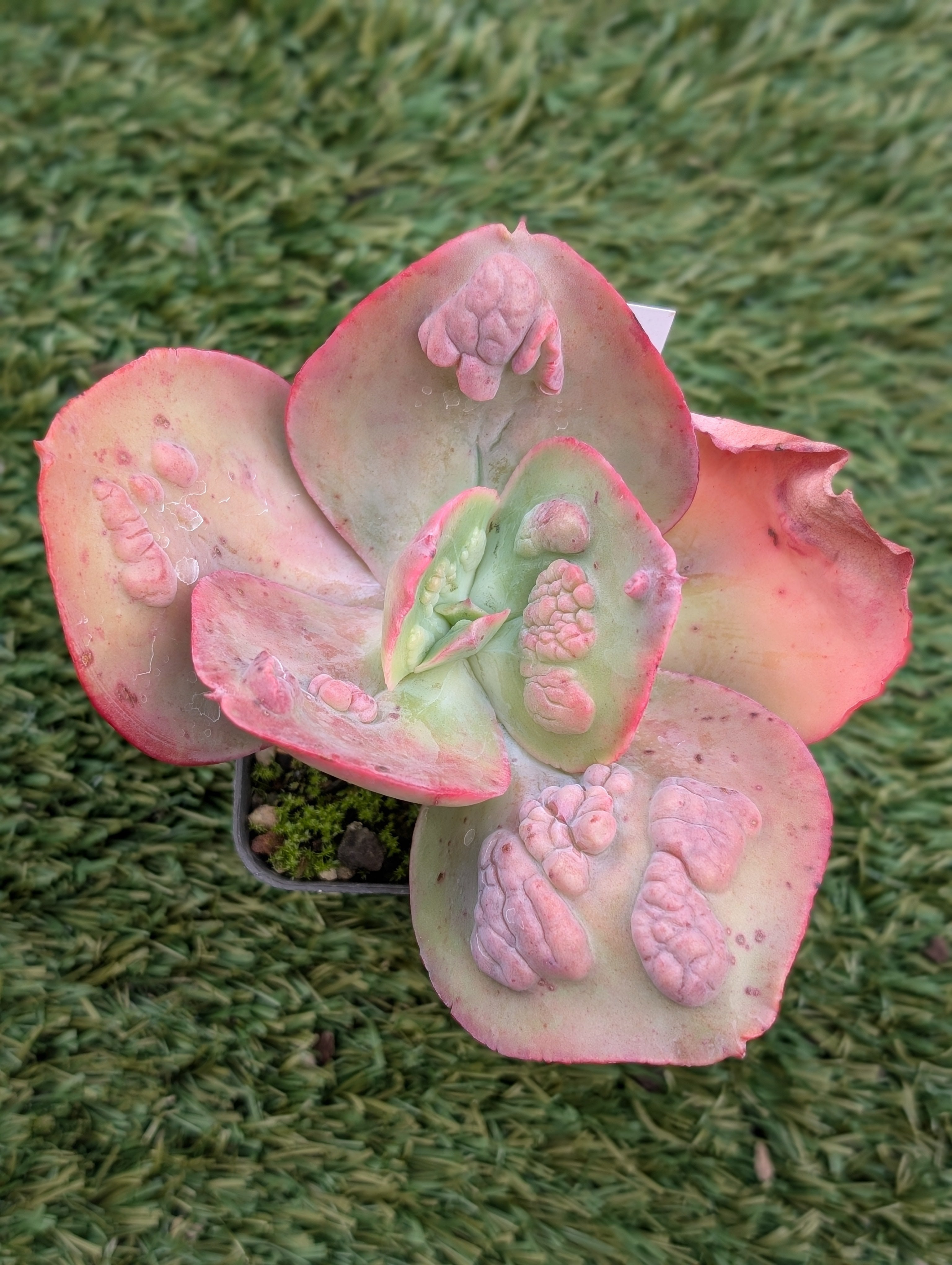 Echeveria Rio