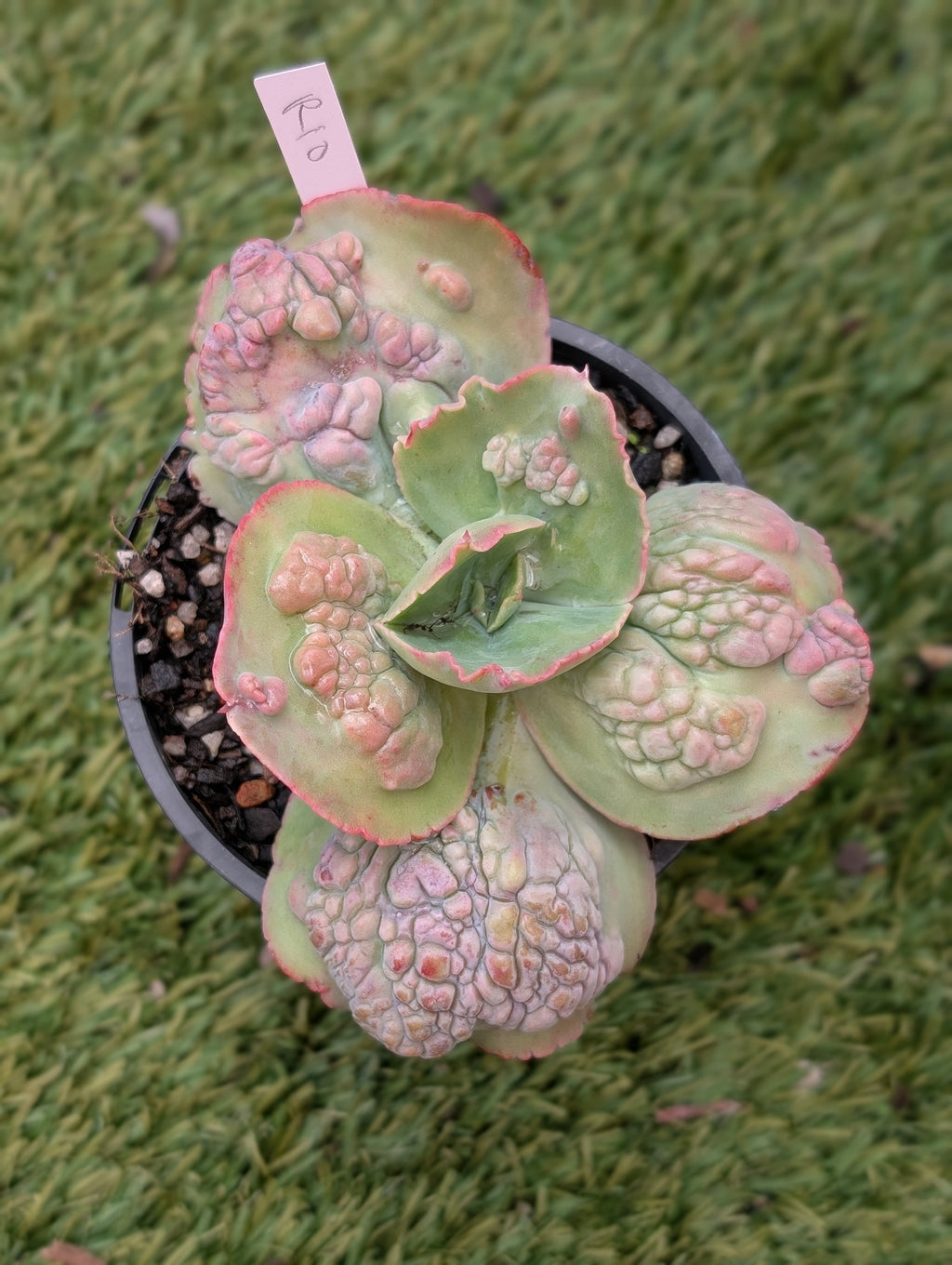 Echeveria Rio