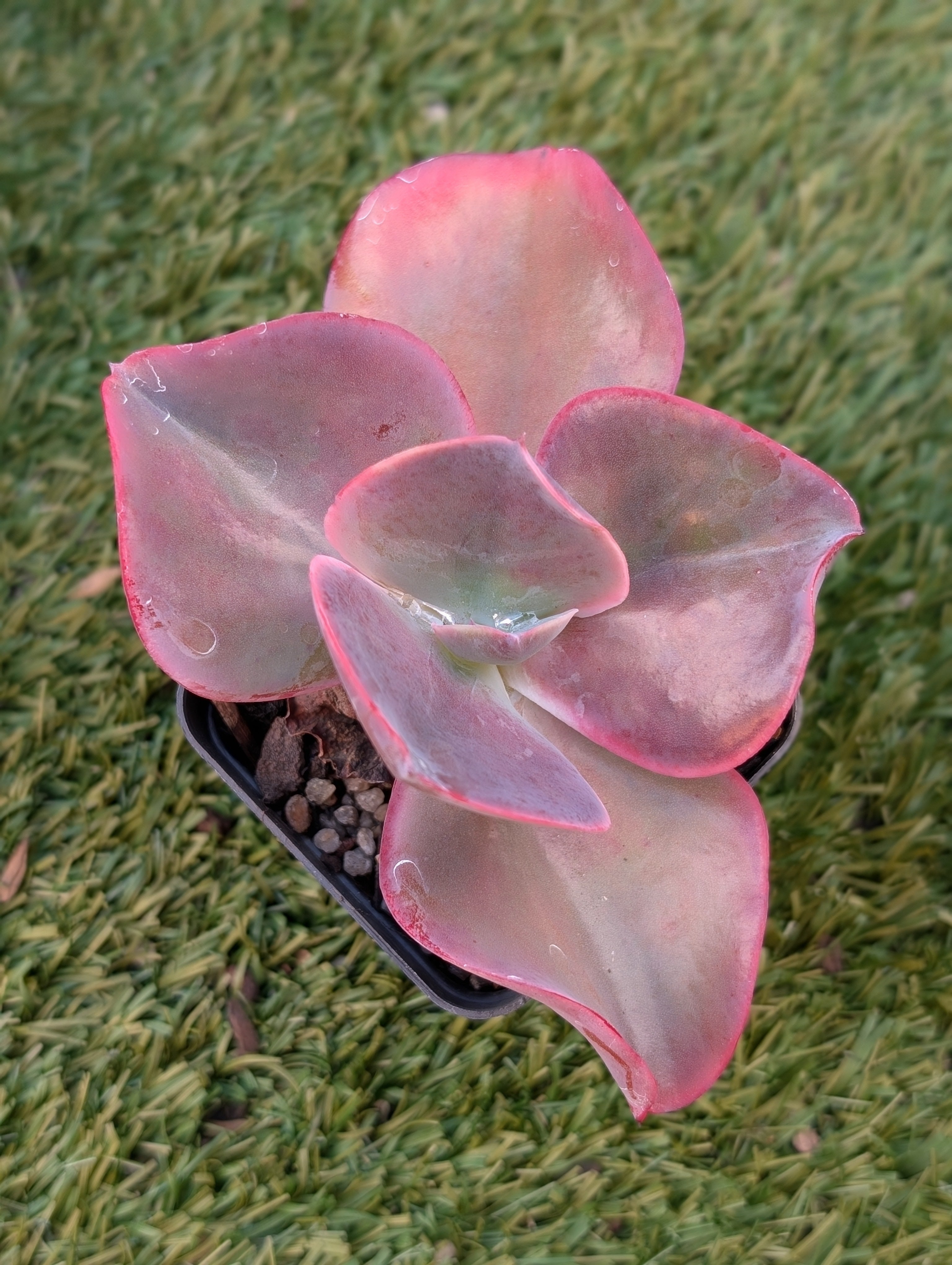 Echeveria Shama