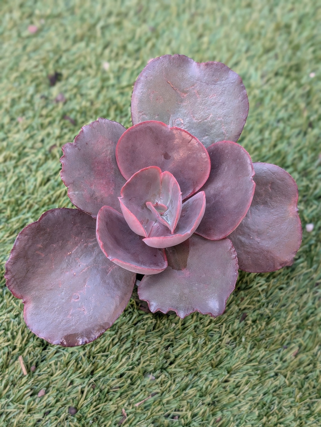 Echeveria Silveron Red