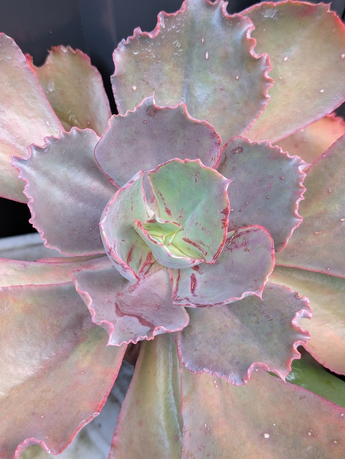 Echeveria Strawberry Paddle