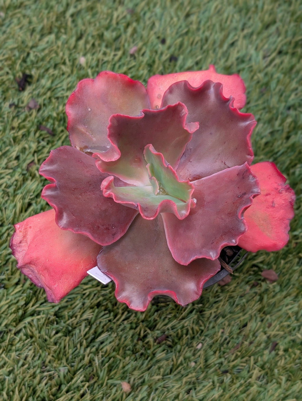 Echeveria Sweet Revenge