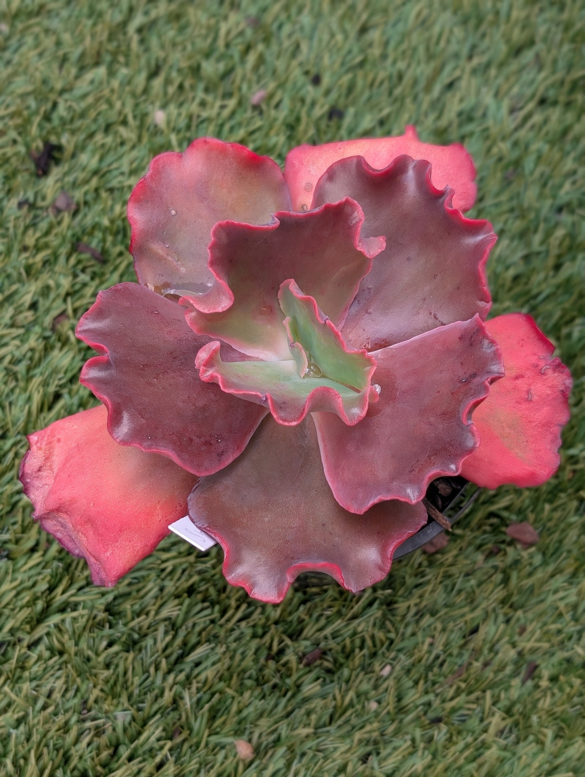 Echeveria Sweet Revenge