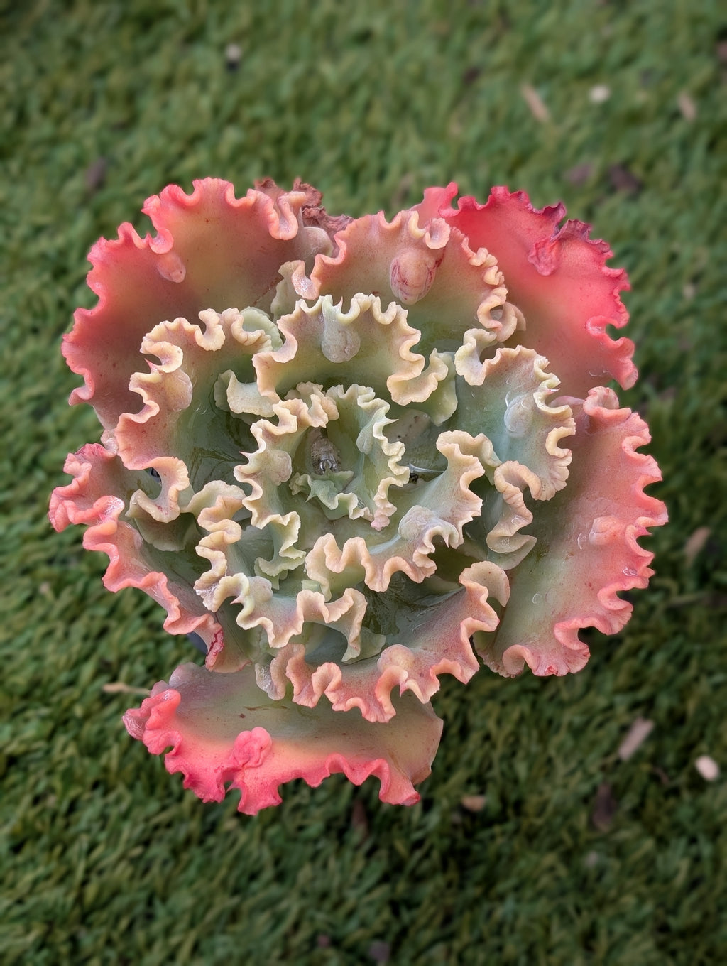Echeveria Twist N Shout
