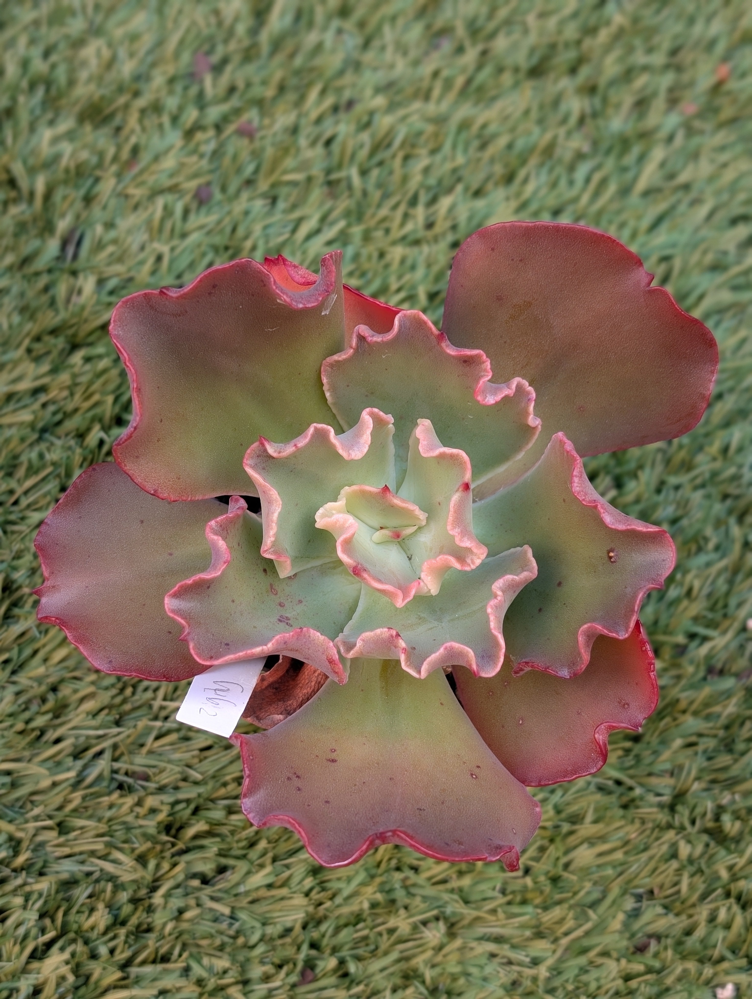 Echeveria Zigity